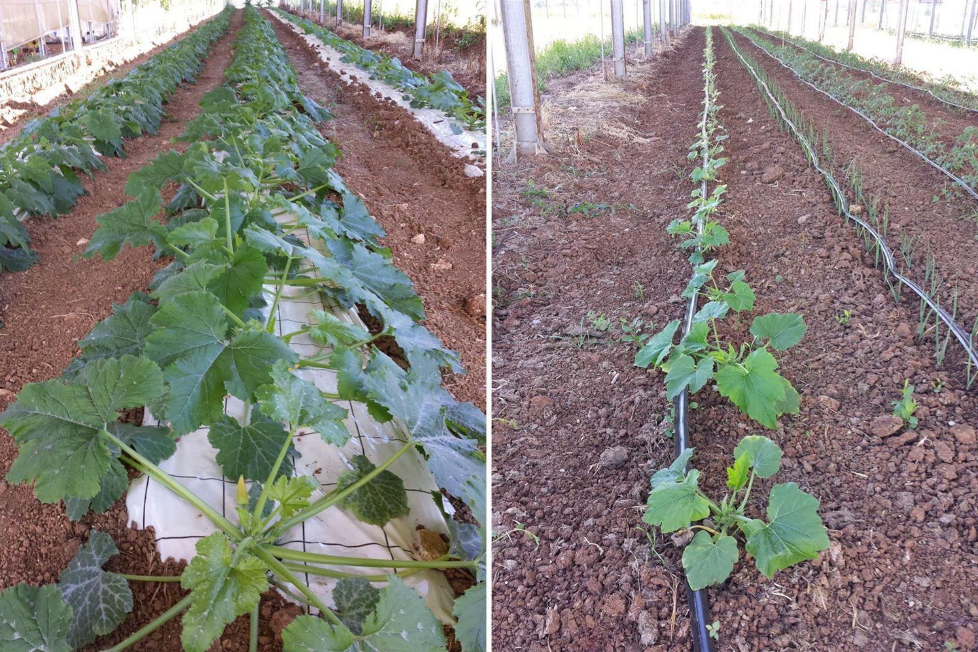 1-Comparazione-trapianti-di-zucchino-in-agrivoltaico-con-e-senza-BioAksxter.jpg