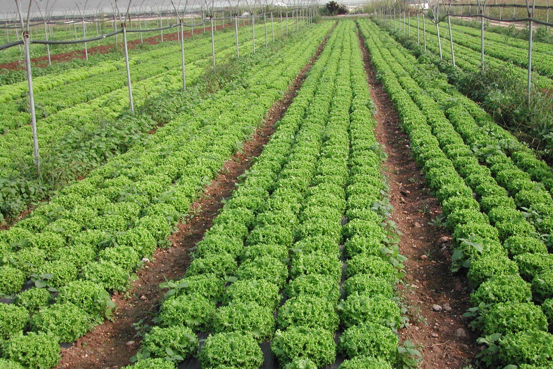 1-lattuga-Gentile-coltivata-con-BioAksxter.jpg 1-lattuga-Gentile-coltivata-con-BioAksxter.jpg