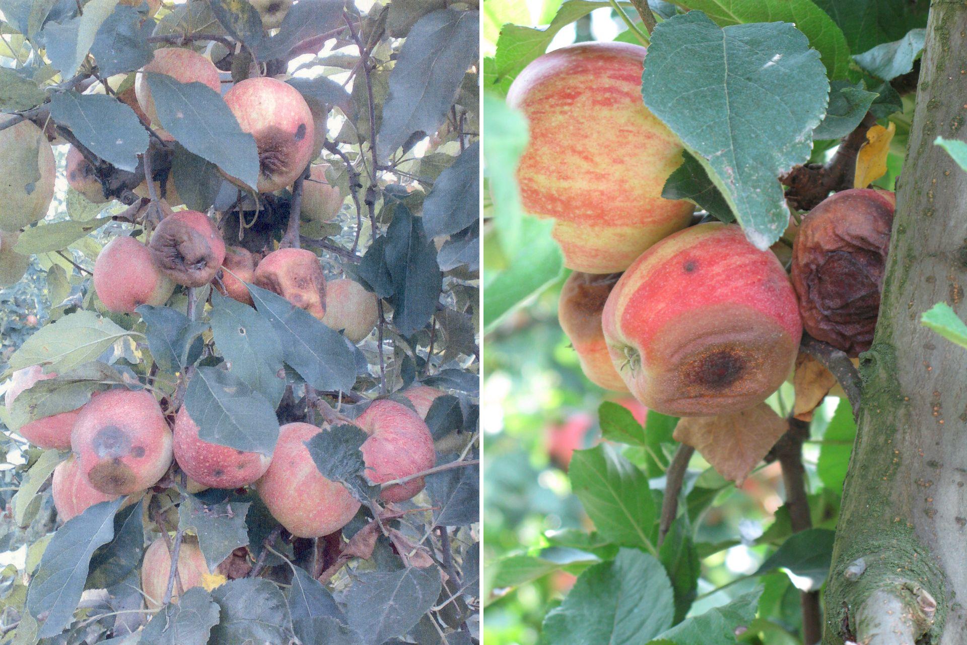 1-marciume-lenticellare-protocollo-BioAksxter-caso-studio-azienda-agricola.jpg 1-marciume-lenticellare-protocollo-BioAksxter-caso-studio-azienda-agricola.jpg