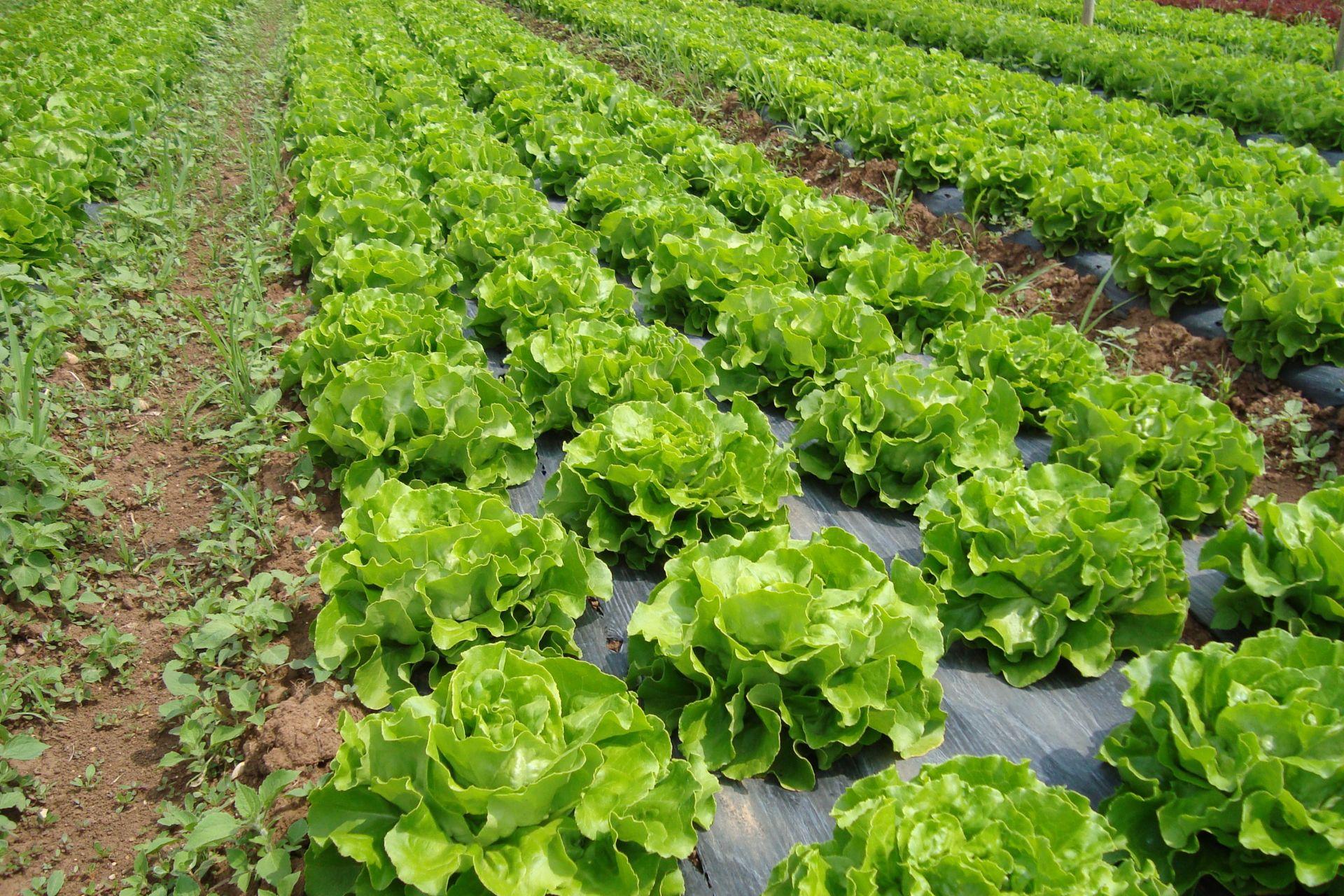 10-lattuga-coltivata-con-BioAksxter-colorazione-intensa.jpg 10-lattuga-coltivata-con-BioAksxter-colorazione-intensa.jpg