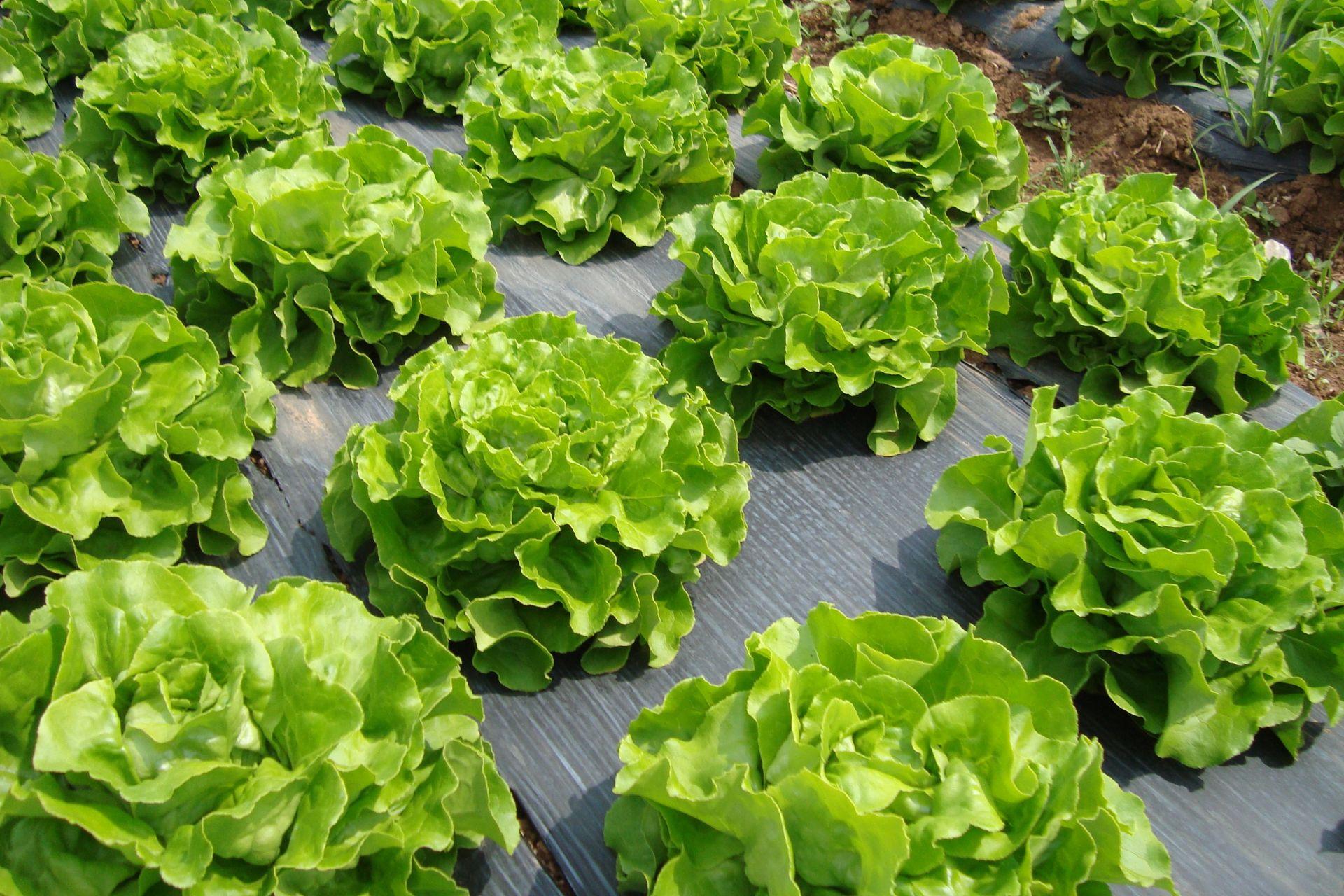 11-coltura-di-lattuga-coltivata-con-BioAksxter-elevato-spessore-della-foglia.jpg 11-coltura-di-lattuga-coltivata-con-BioAksxter-elevato-spessore-della-foglia.jpg