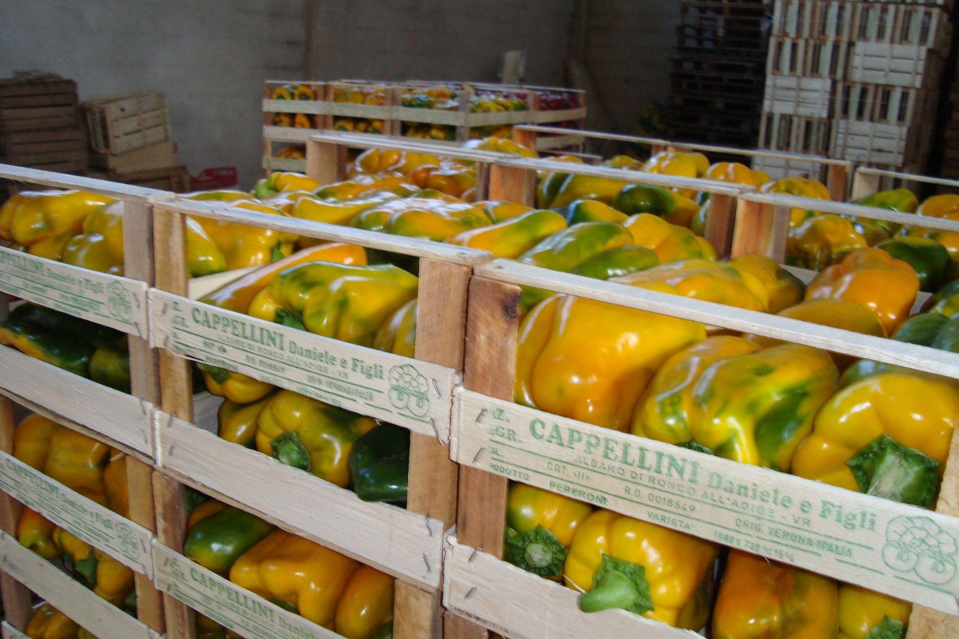 17-Peperoni-coltivati-con-BioAksxter-az-agr-Cappellini.jpg