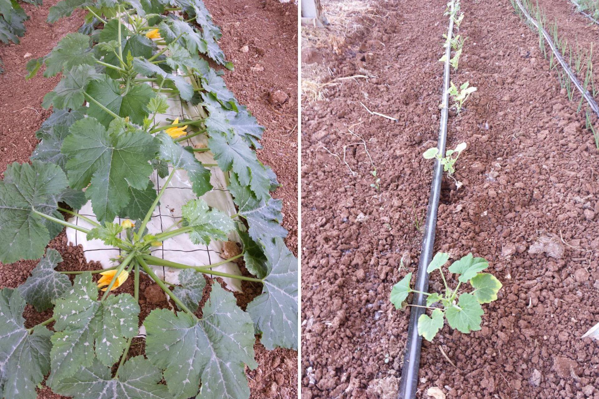 2-Comparazione-trapianti-di-zucchino-in-agrivoltaico-con-e-senza-BioAksxter.jpg
