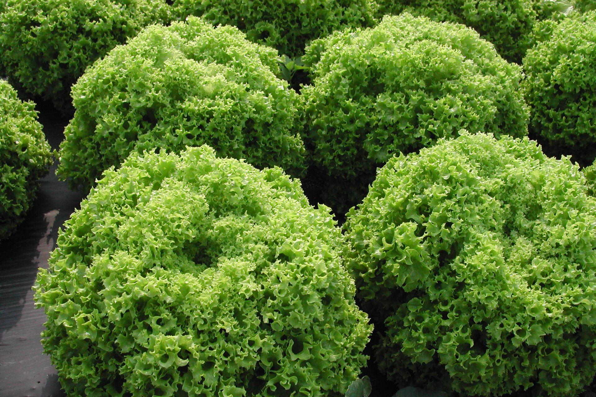 2-lattuga-Lollo-coltivata-con-BioAksxter.jpg 2-lattuga-Lollo-coltivata-con-BioAksxter.jpg