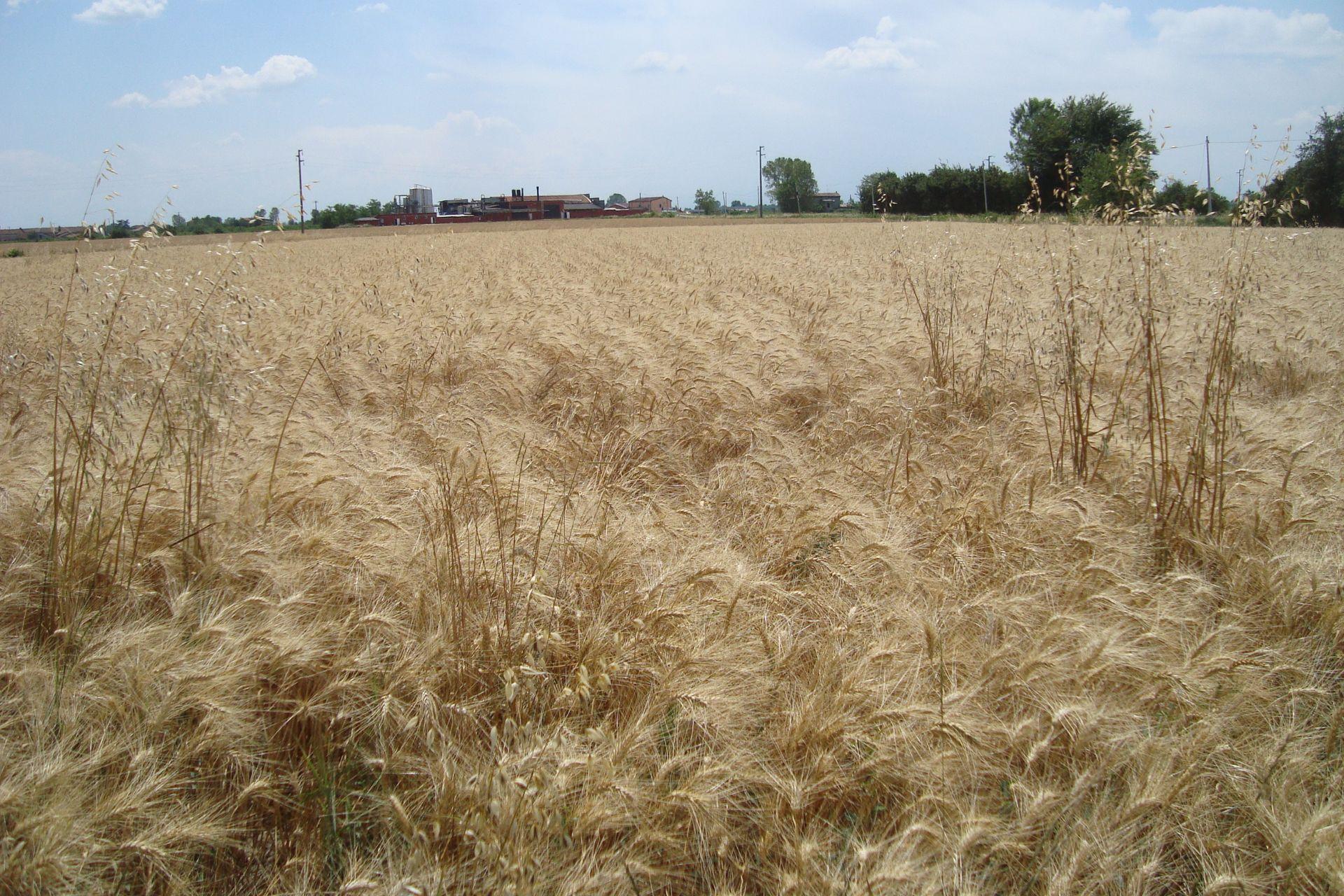 22-06-2009-Grano-duro-non-trattato-confronto.jpg