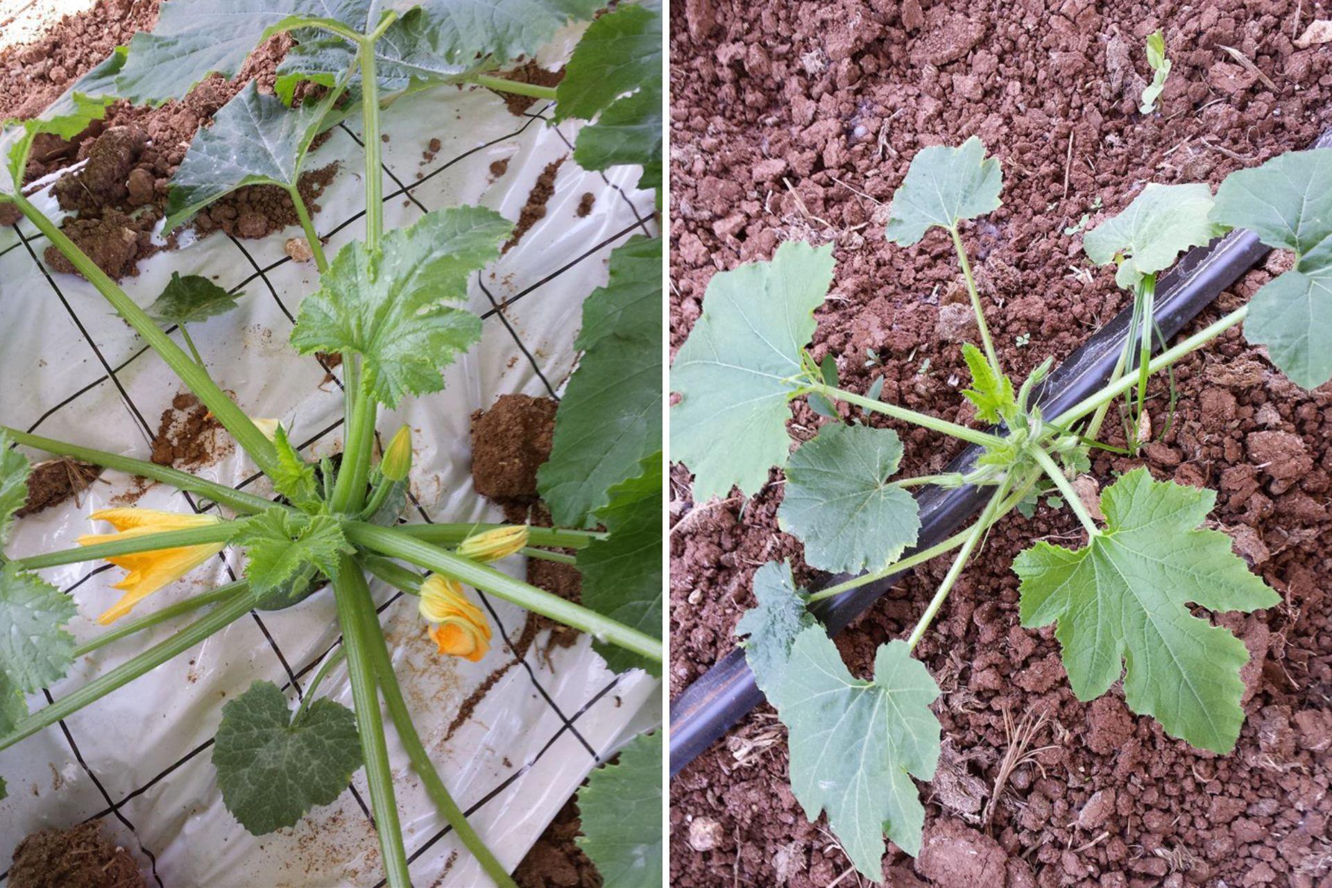 3-Comparazione-trapianti-di-zucchino-in-agrivoltaico-con-e-senza-BioAksxter.jpg