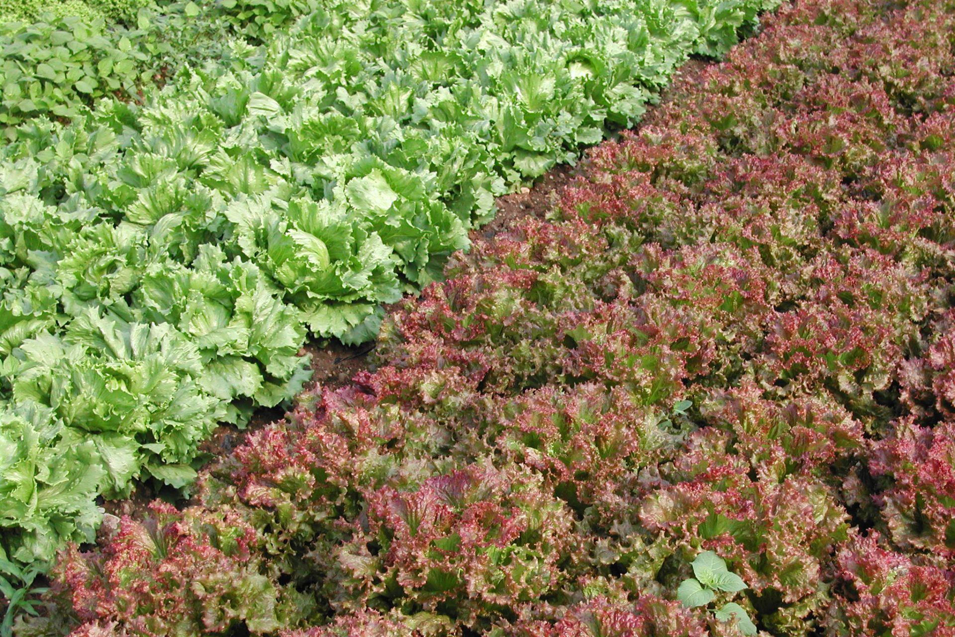 3-lattuga-Iceberg-e-lattuga-Gentile-rossa-coltivata-con-BioAksxter.jpg 3-lattuga-Iceberg-e-lattuga-Gentile-rossa-coltivata-con-BioAksxter.jpg