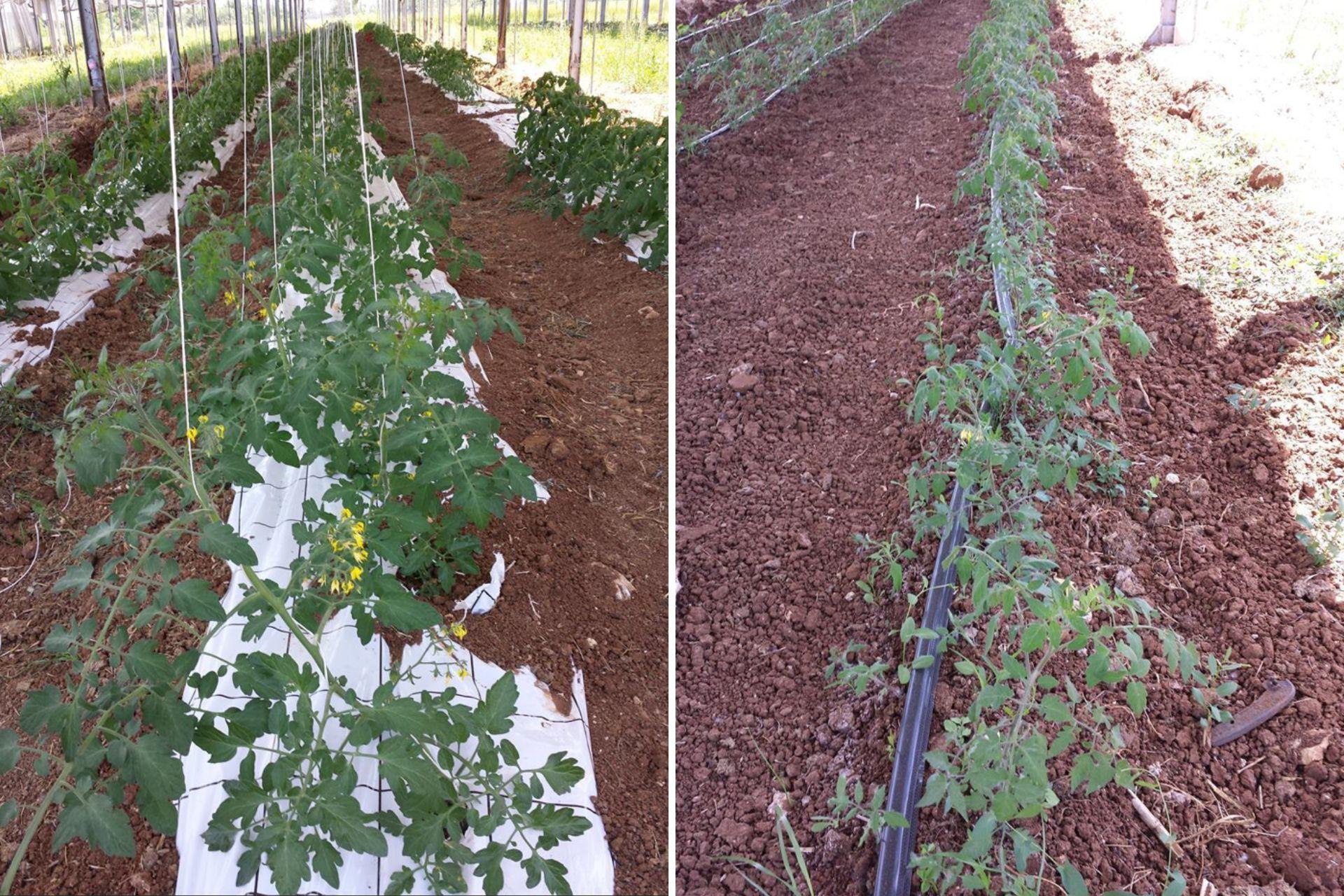 4-Comparazione-trapianti-di-pomodoro-in-agrivoltaico-con-e-senza-BioAksxter.jpg