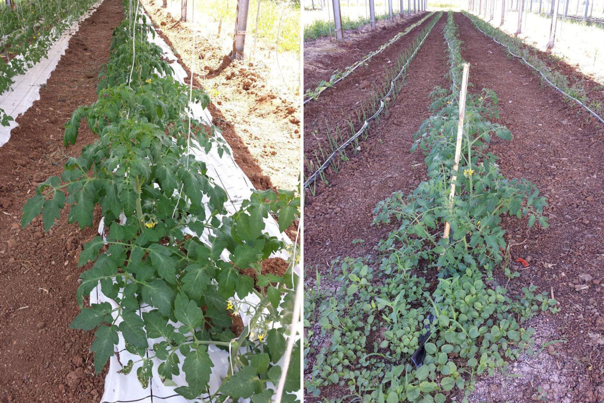 5-Comparazione-trapianti-di-pomodoro-in-agrivoltaico-con-e-senza-BioAksxter.jpg