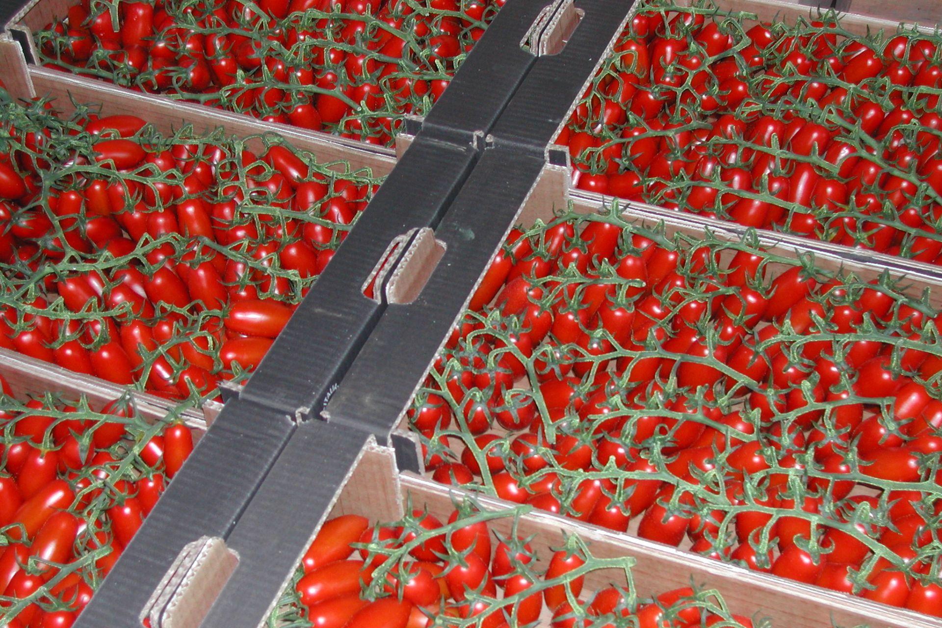 5-pomodoro-Datterino-coltivato-con-BioAksxter.jpg 5-pomodoro-Datterino-coltivato-con-BioAksxter.jpg