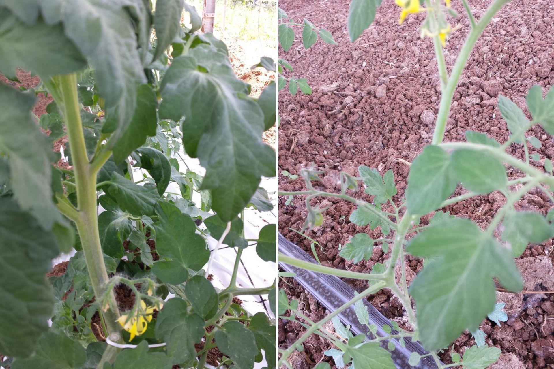 6-Comparazione-trapianti-di-pomodoro-in-agrivoltaico-con-e-senza-BioAksxter.jpg