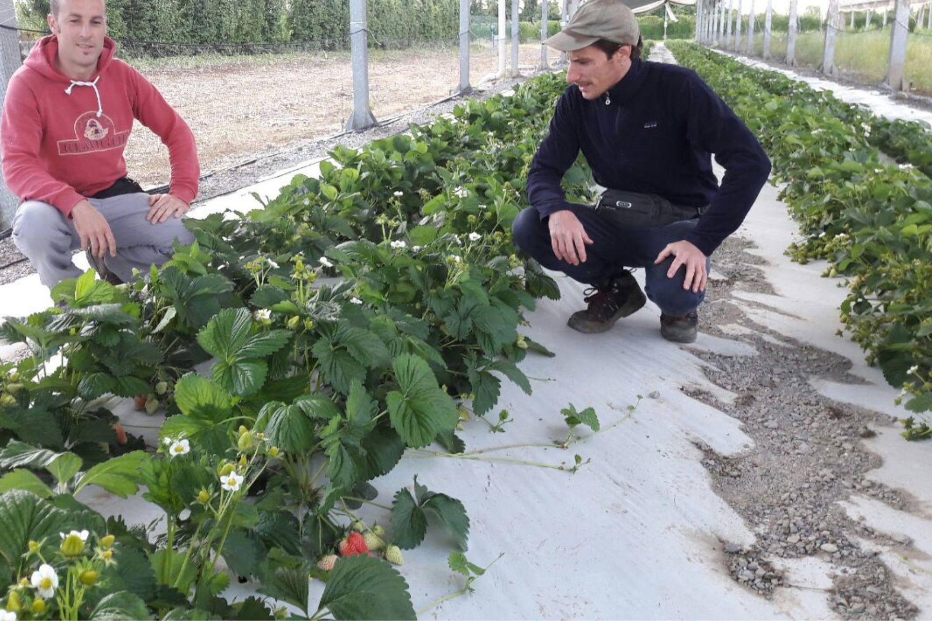 7-Colture-di-fragola-in-agrivoltaico-con-BioAksxter.jpg