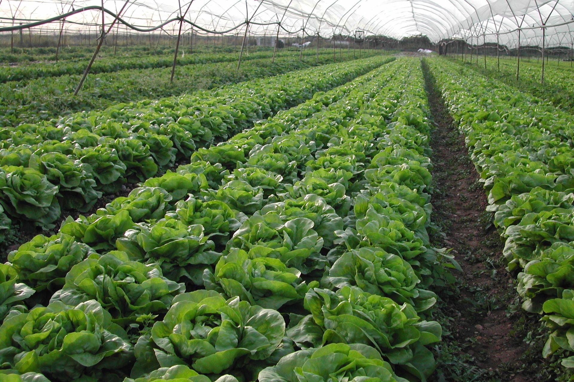 7-lattughe-coltivate-con-BioAksxter.jpg 7-lattughe-coltivate-con-BioAksxter.jpg