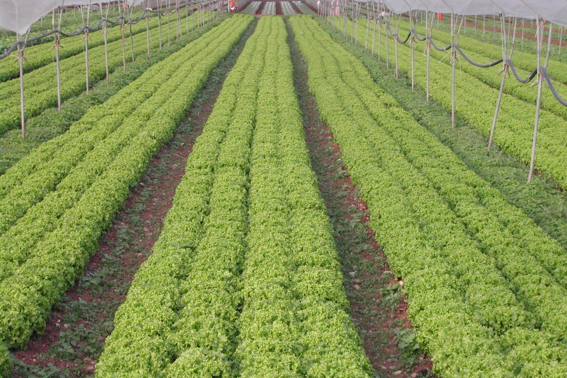 8-lattuga-Gentile-coltivata-con-BioAksxter-stato-sanitario-eccellente.jpg 8-lattuga-Gentile-coltivata-con-BioAksxter-stato-sanitario-eccellente.jpg