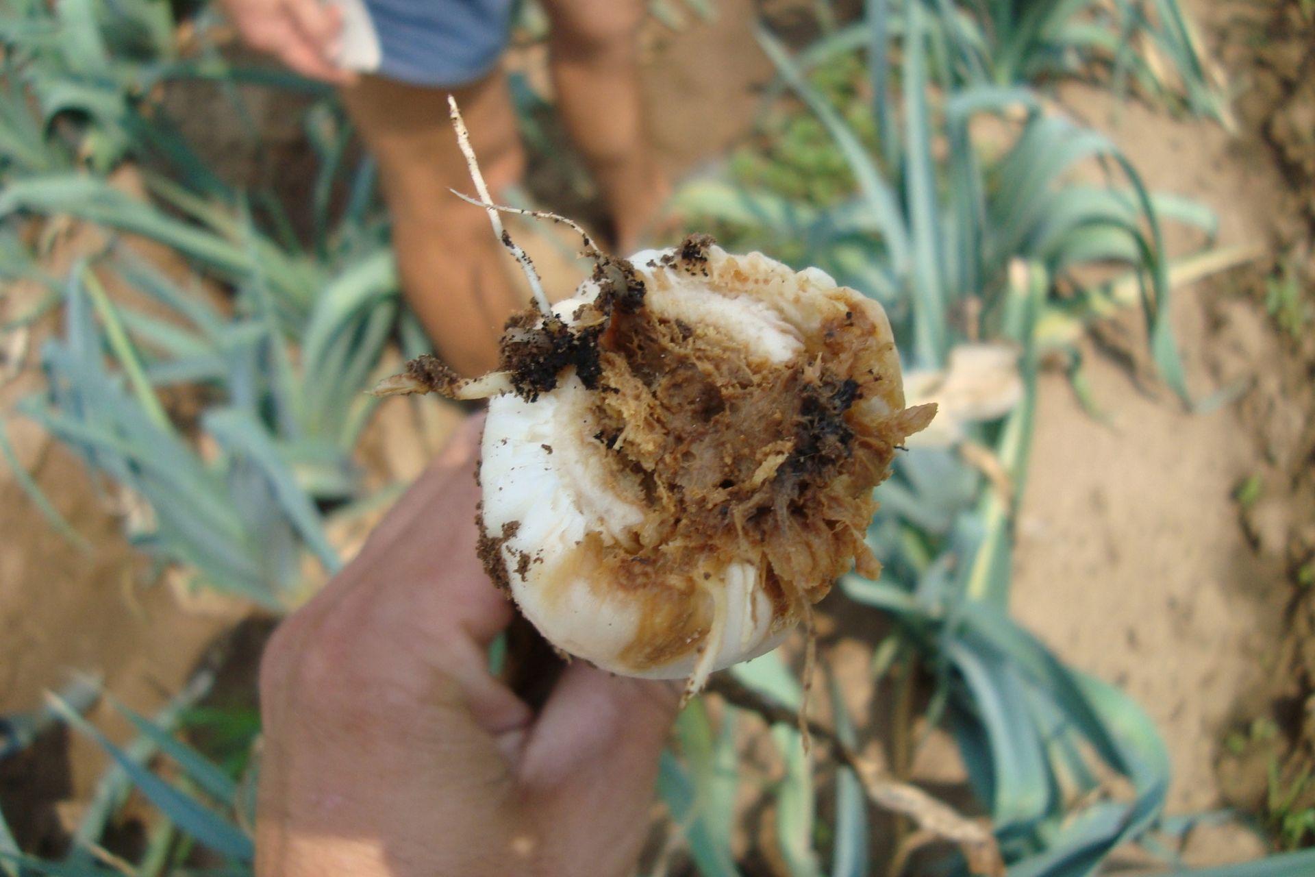 Agenti-patogeni-e-malattie-delle-piante-Pathogens-plant-diseases.jpg Agenti-patogeni-e-malattie-delle-piante-Pathogens-plant-diseases.jpg