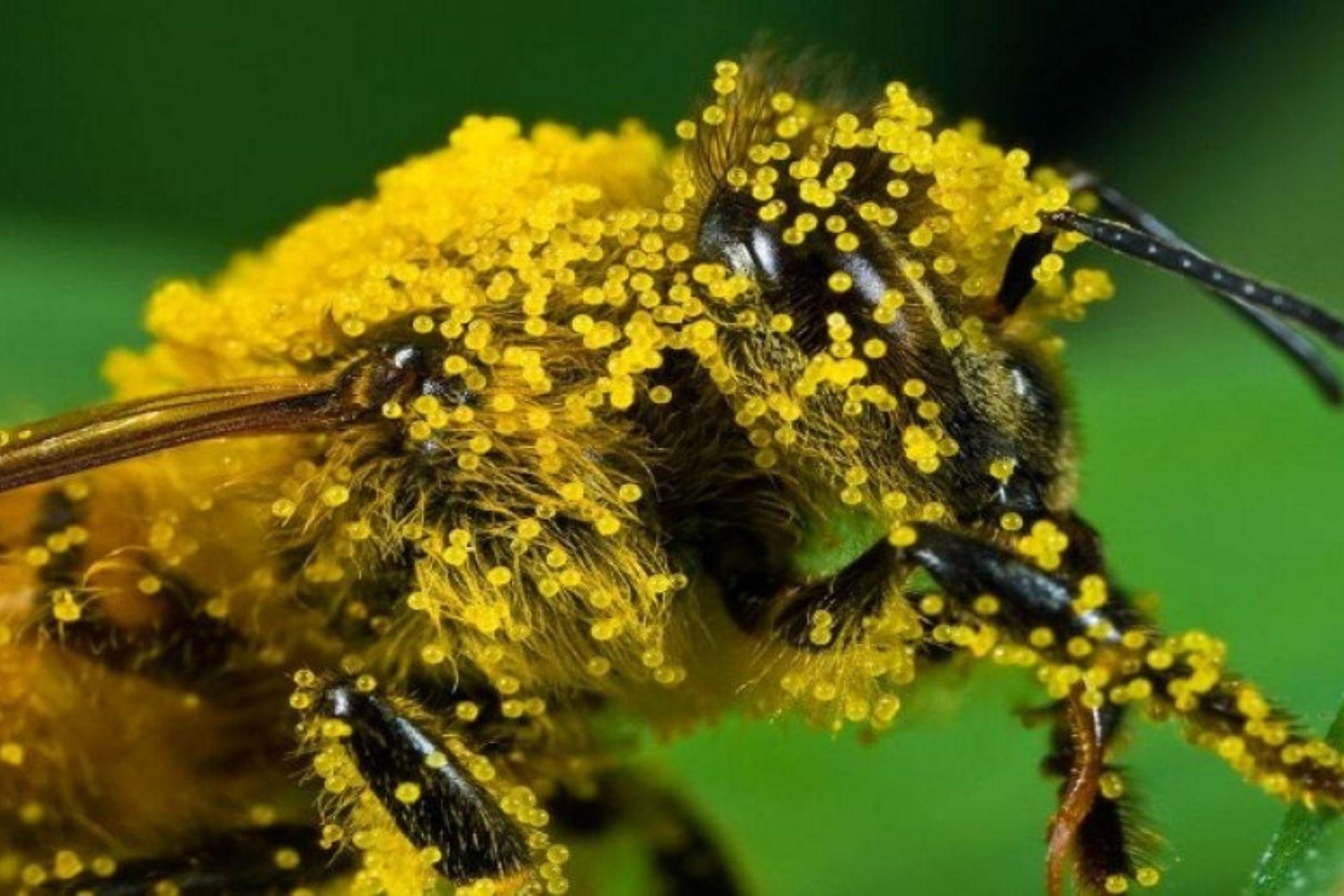 Растение много пыльцы. Пчелиная пыльца (Bee pollen). Пчела с пыльцой. Цветочная пыльца на пчеле. Пчела с обножкой.