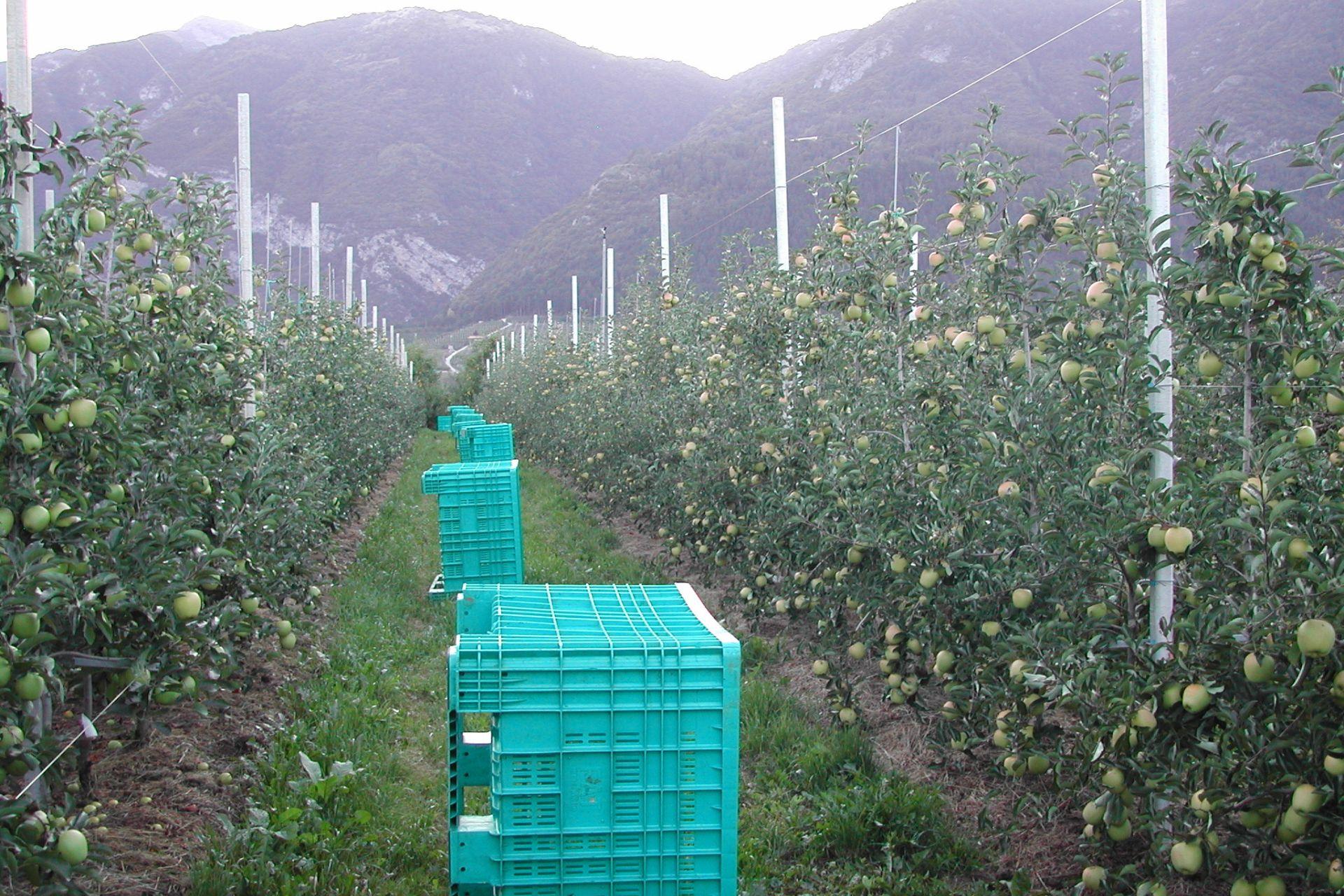 Apple-orchard-meleto-BioAksxter.jpg