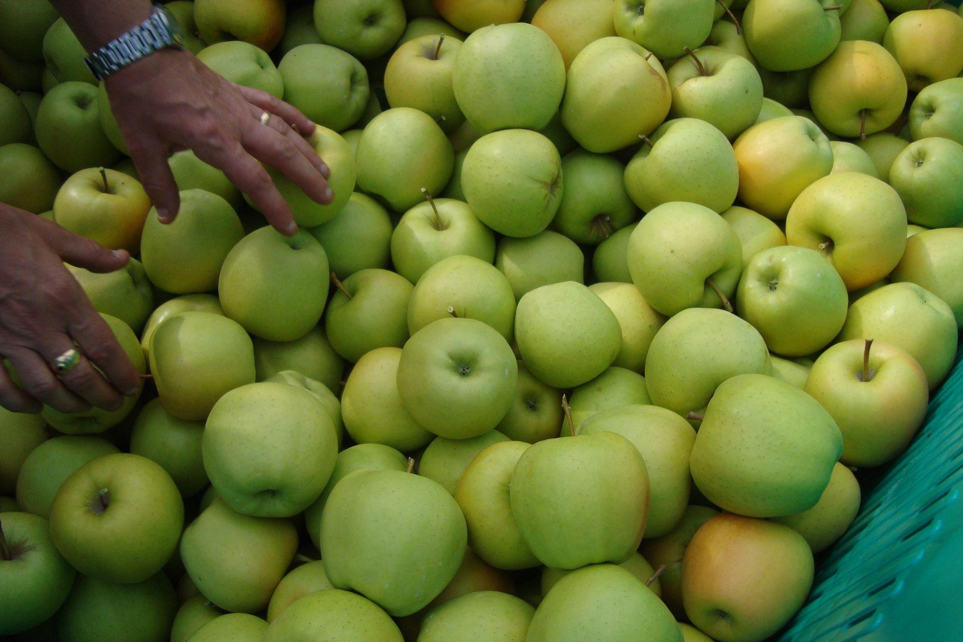 apples-grown-with-BioAksxter-mele-coltivate-con-bioaksxter.jpg