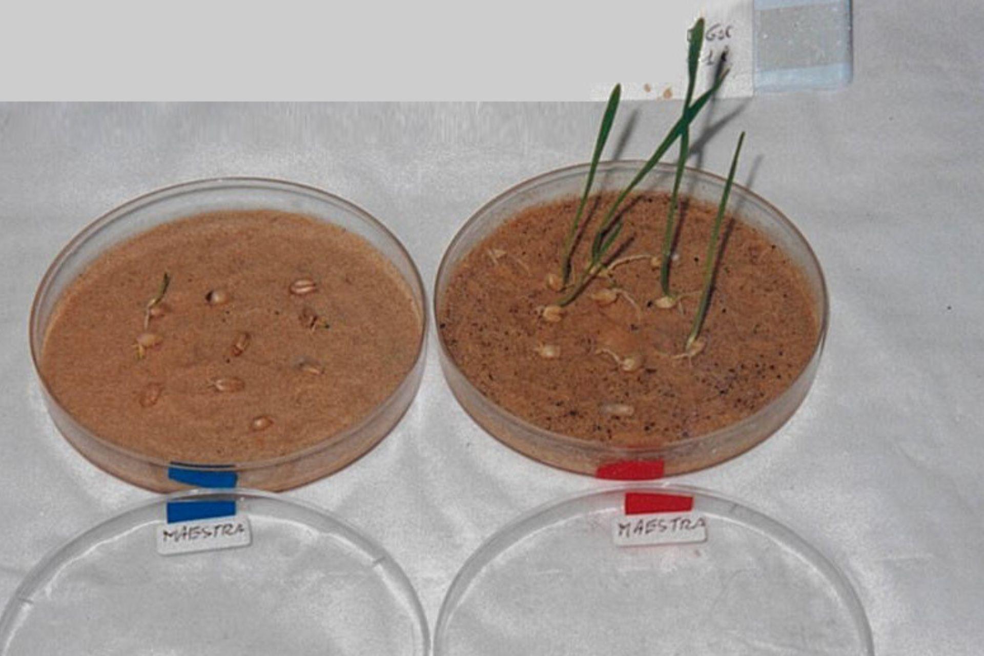 BioAksxter-2001-test-di-germinazione-frumento-in-sabbia-desertica.jpg