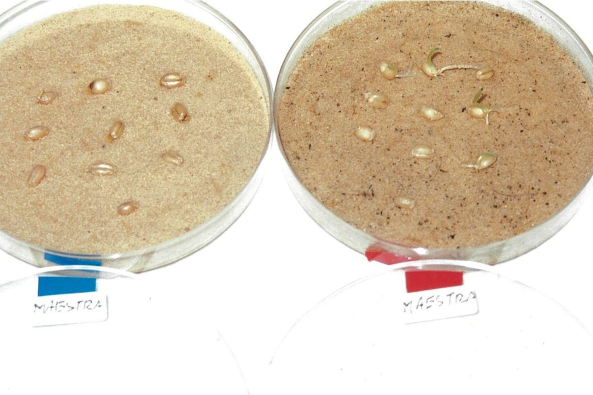 BioAksxter-test-di-germinazione-frumento-in-sabbia-desertica-2001.jpg