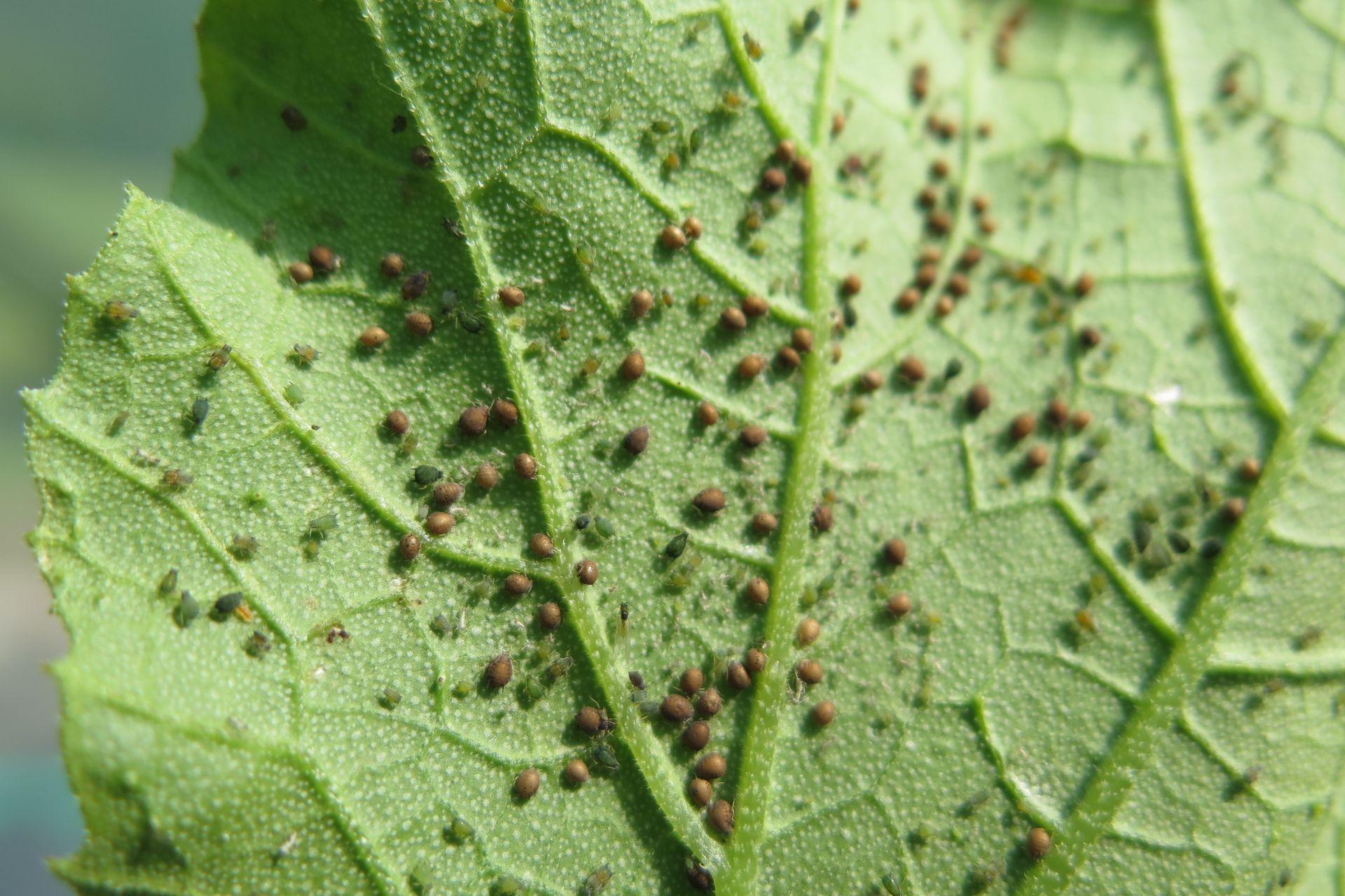 biological-control-controllo-biologico-BioAksxter-Magazine.jpg