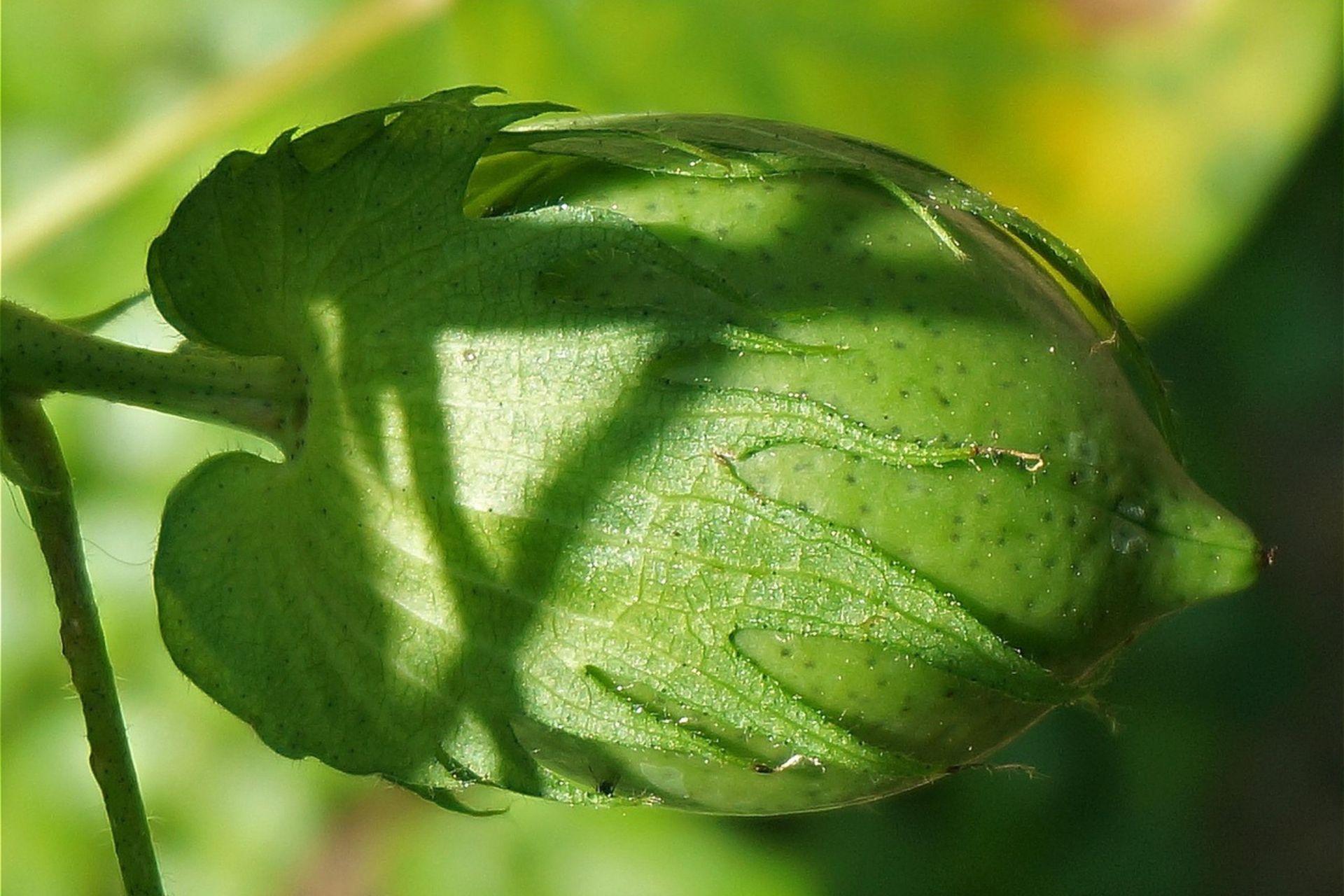 coltivazione-cotone-pesticidi-inquinamento.jpg