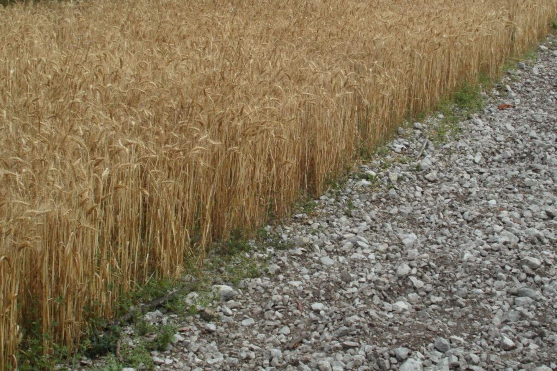 Coltivazione-di-grano-con-BioAksxter-su-terreno-pietroso-Wheat-cultivation-with-BioAksxter-on-stony-soil.jpg