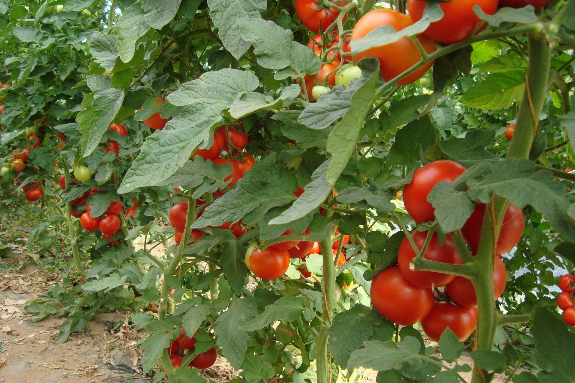 Coltura-di-pomodoro-trattata-con-BioAksxter.jpg