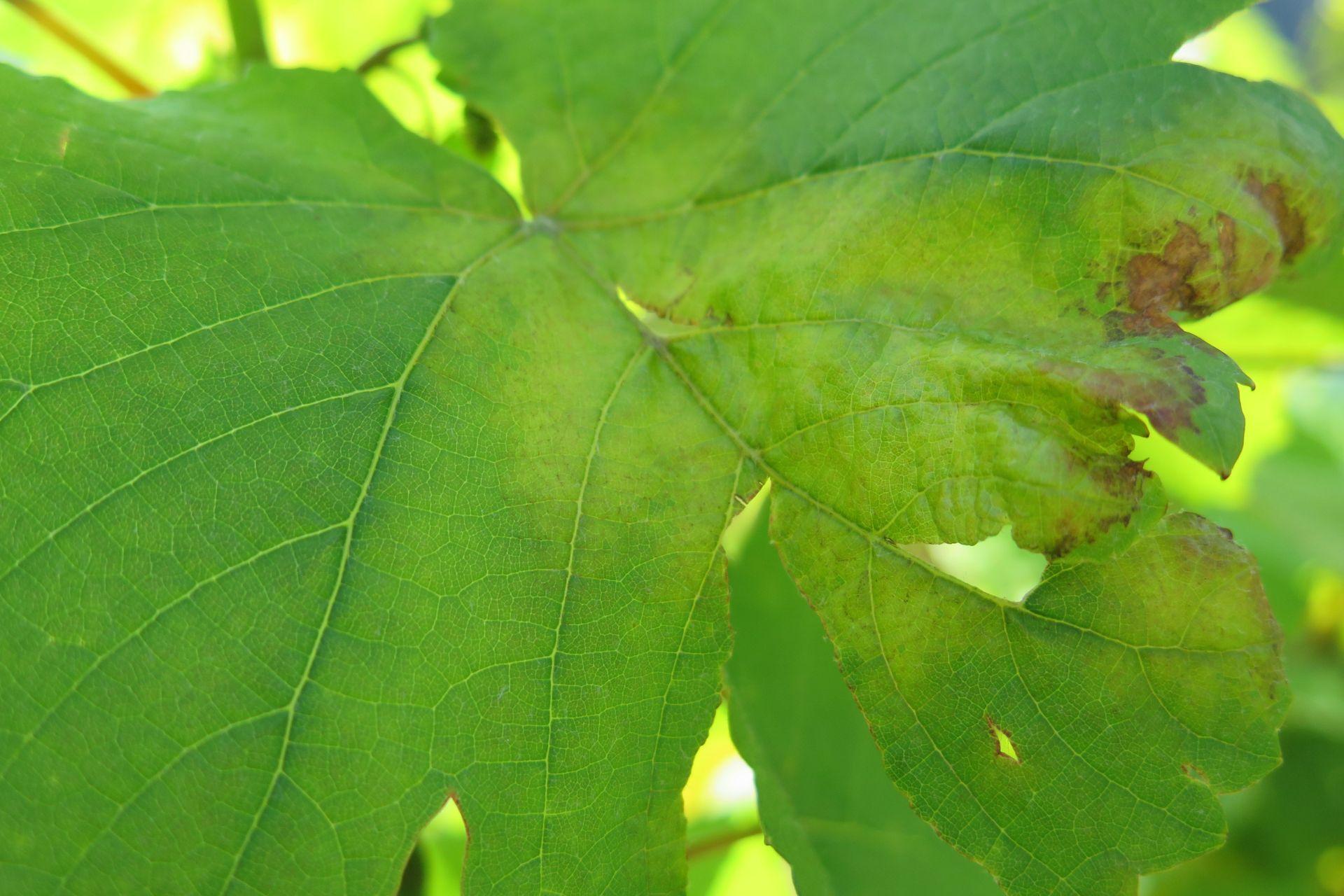 Come-prevenire-la-peronospora-della-vite-macchie-d-olio-BioAksxter-Magazine-Copyright-How-to-prevent-Downy-Mildew-of-Grapevines.jpg