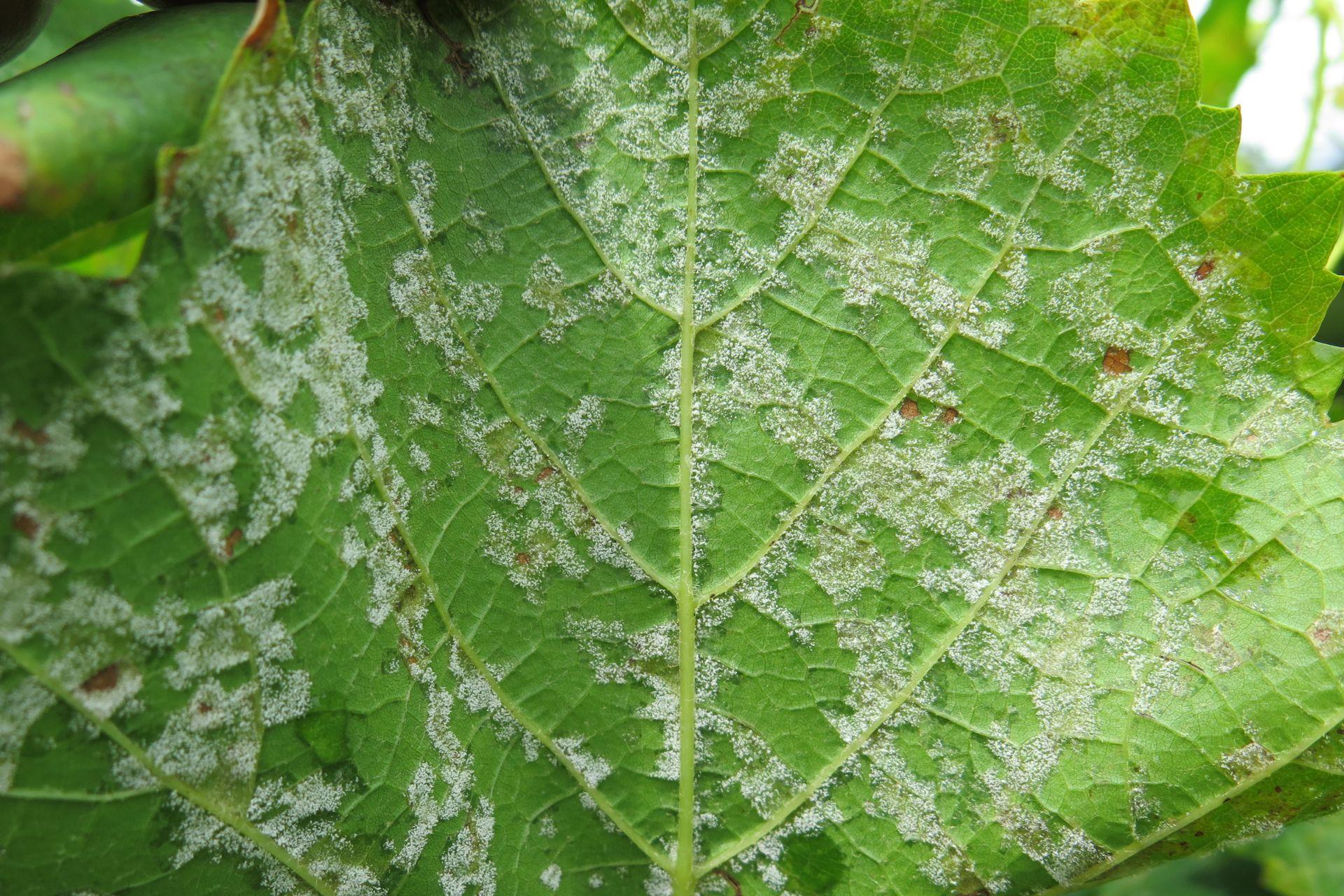 Come-riconoscere-la-peronospora-della-vite-BioAksxter-Magazine-Copyright-How-to-recognize-Downy-Mildew-of-Grapevines.jpg