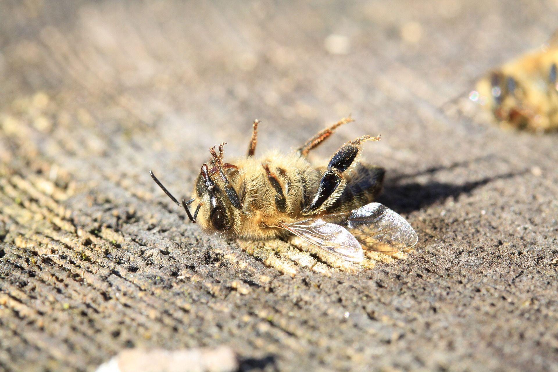 Declino-della-biodiversit-Decline-of-biodiversity.jpg