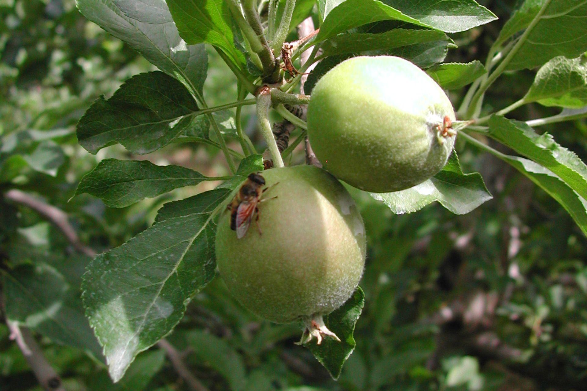 diffusione-malattie-in-agricoltura-spreading-diseases-in-agriculture.jpg