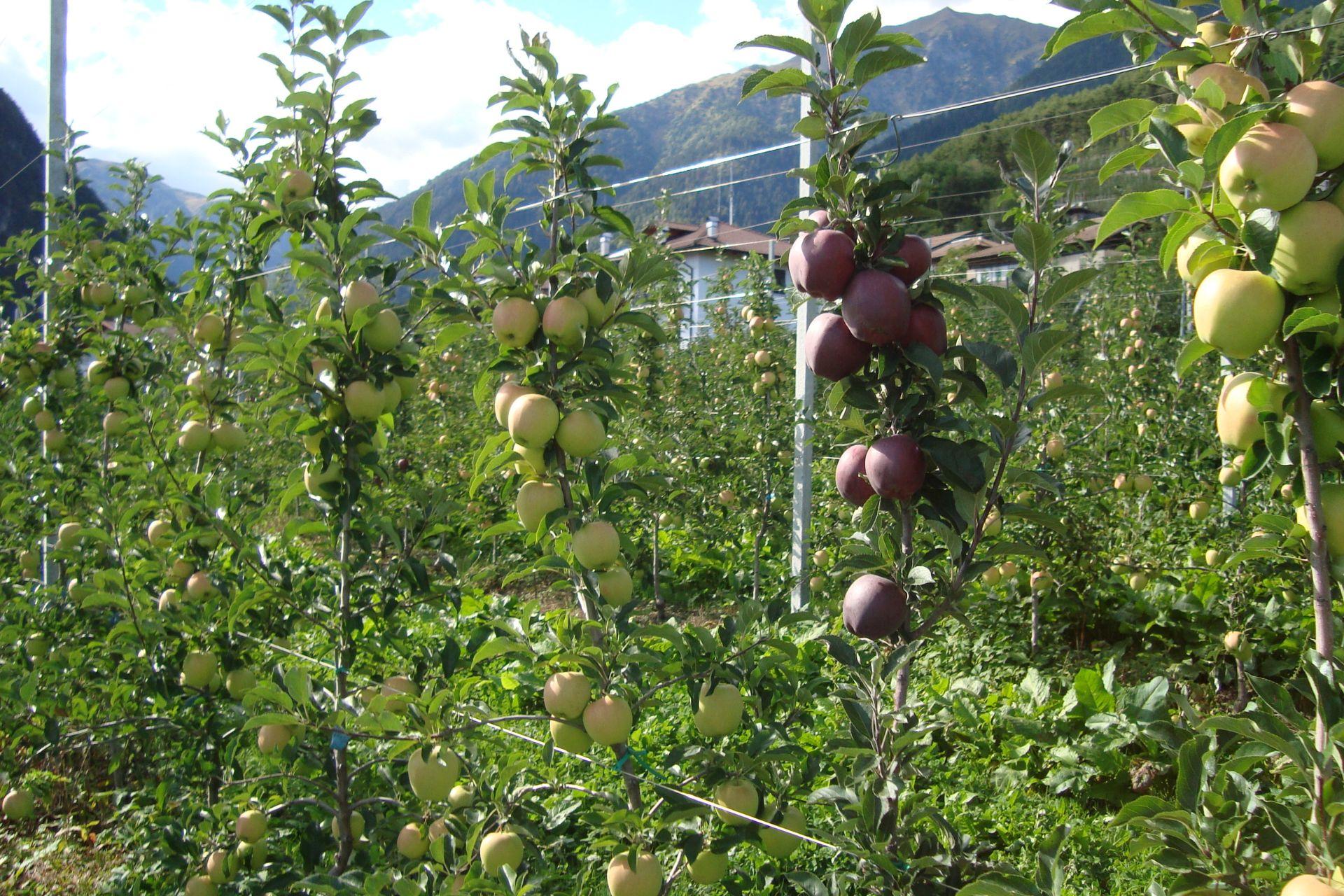 dopo-tre-anni-di-coltivazione-con-BioAksxter-after-three-years-of-cultivation-with-BioAksxter.jpg