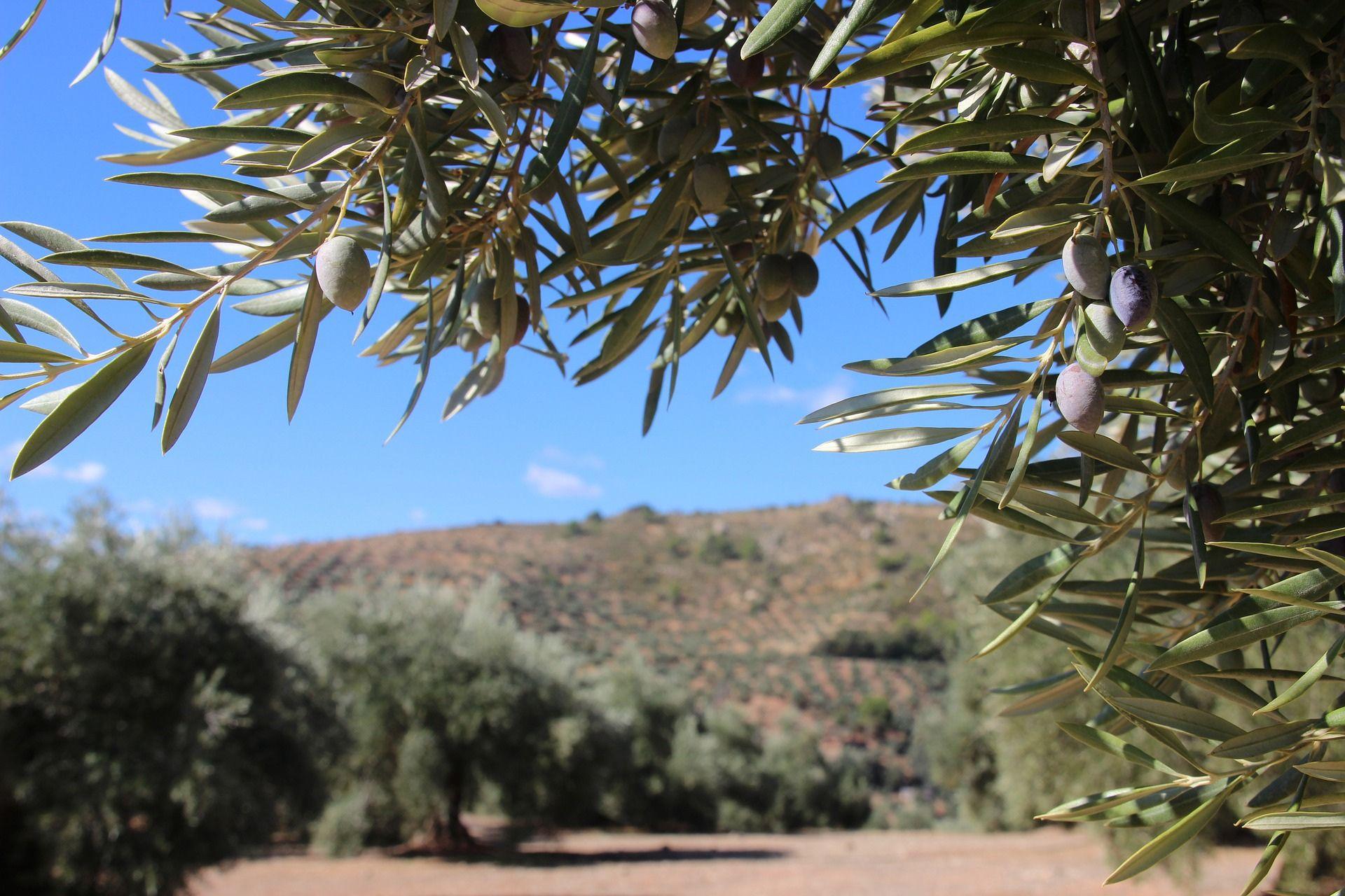 Dryland-plants-and-soil-type-Piante-da-aridocoltura-e-tipologia-di-terreno.jpg