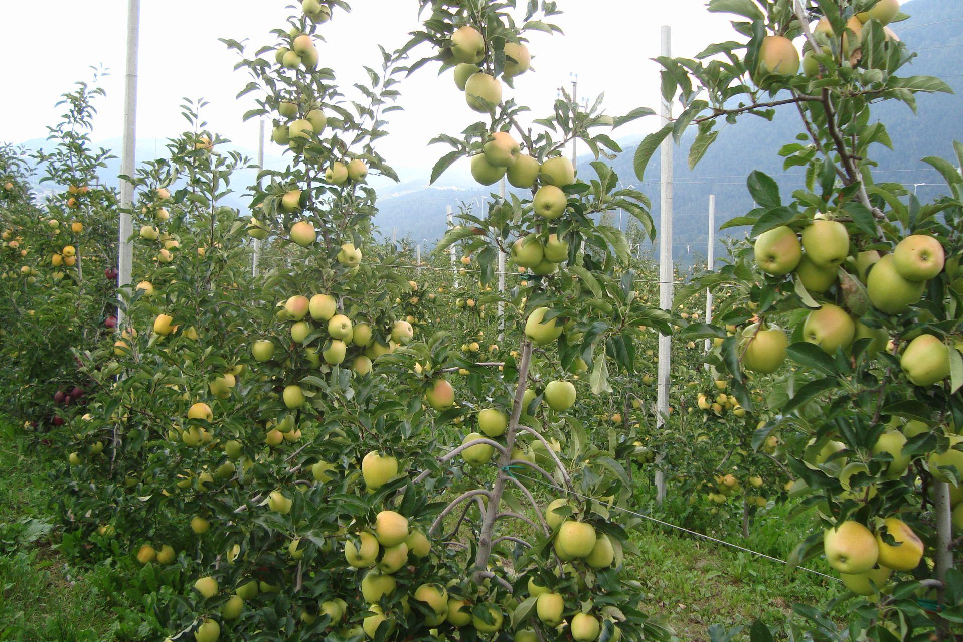 Elevata-produttivit-del-melo-con-BioAksxter-nonostante-gli-scopazzi-High-apple-yield-with-BioAksxter-despite-apple-proliferation.jpg