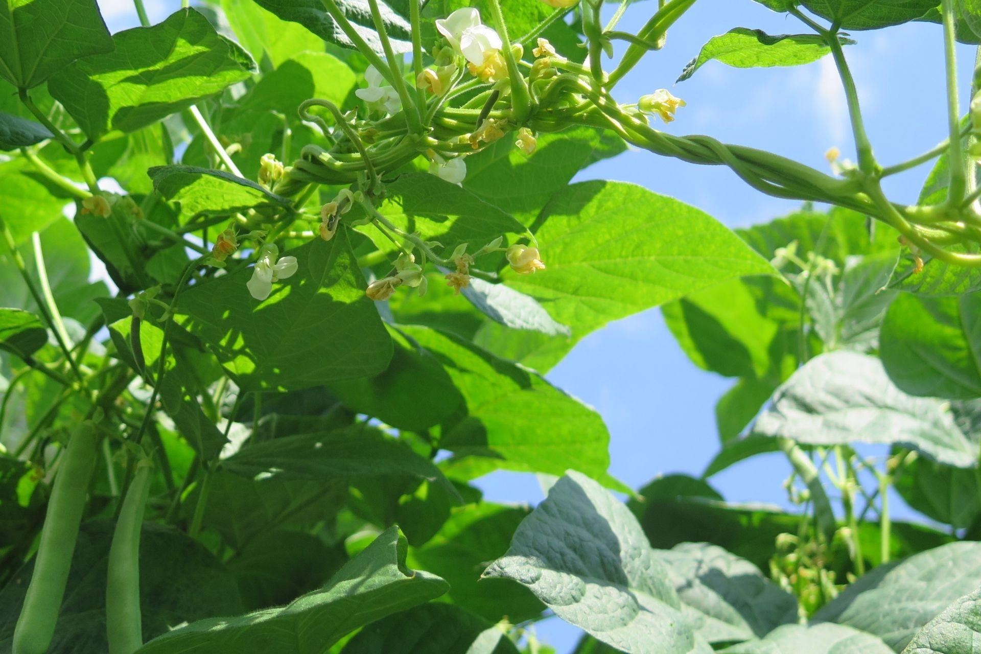 Fagioli-in-fiore-coltivati-con-BioAksxter.jpg