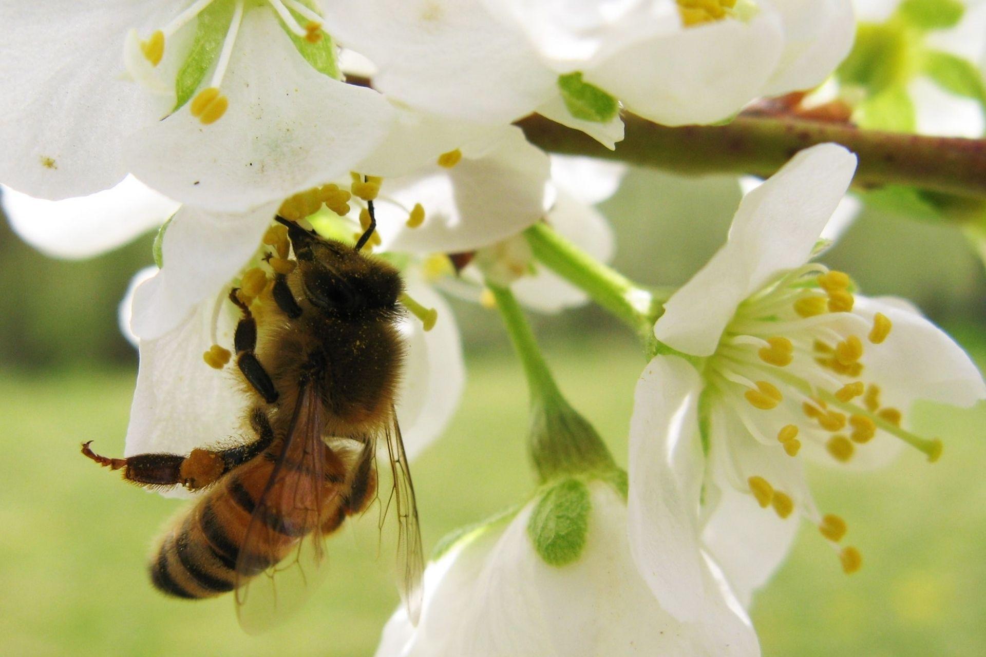 Favorire-limpollinazione-delle-api-con-BioAksxter-naturale.jpg