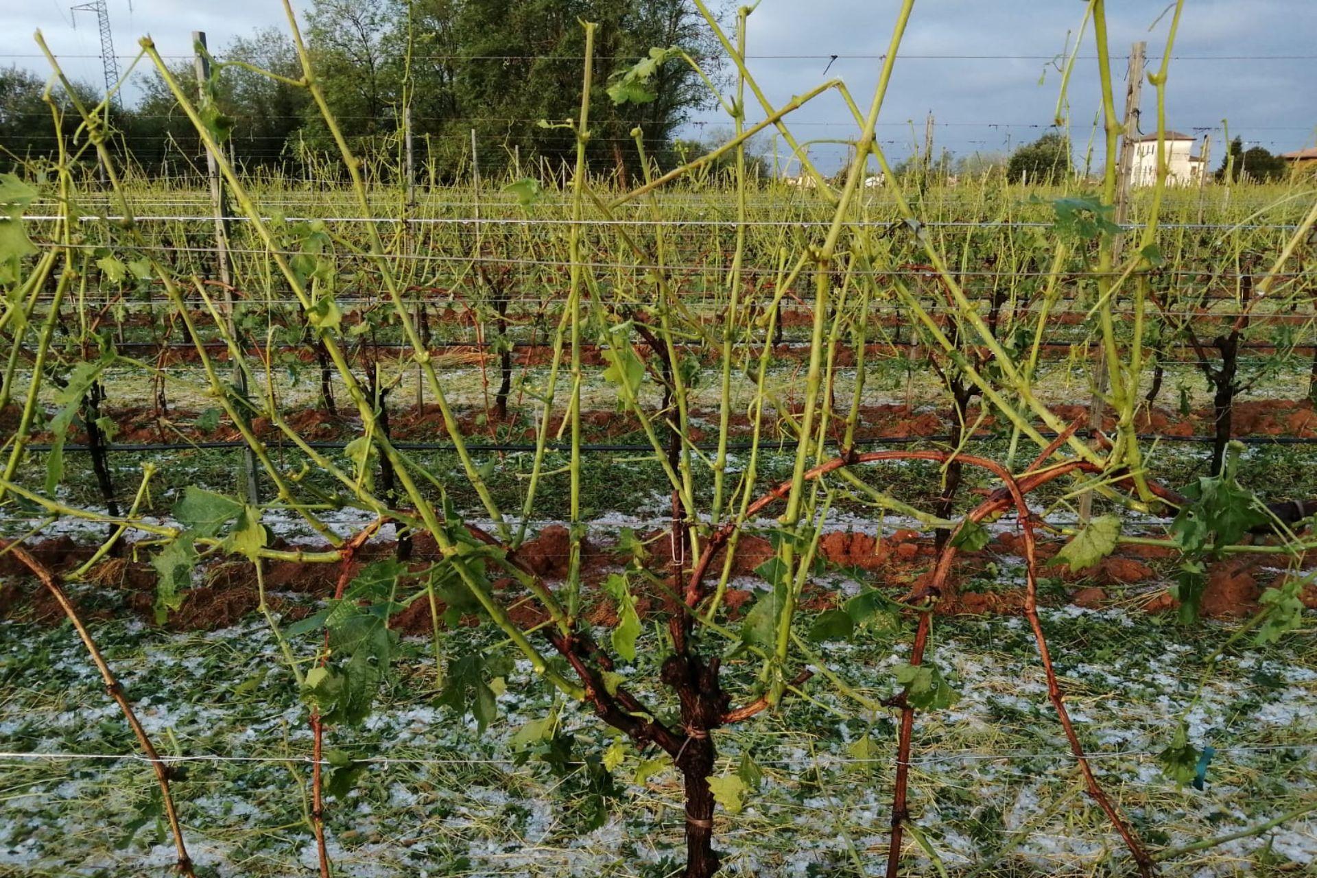 Grandinata-storica-che-ha-defogliato-completamente-il-vigneto-con-danni-al-100-Historic-hailstorm-that-completely-defoliated-the-vineyard-with-100-damage.jpg