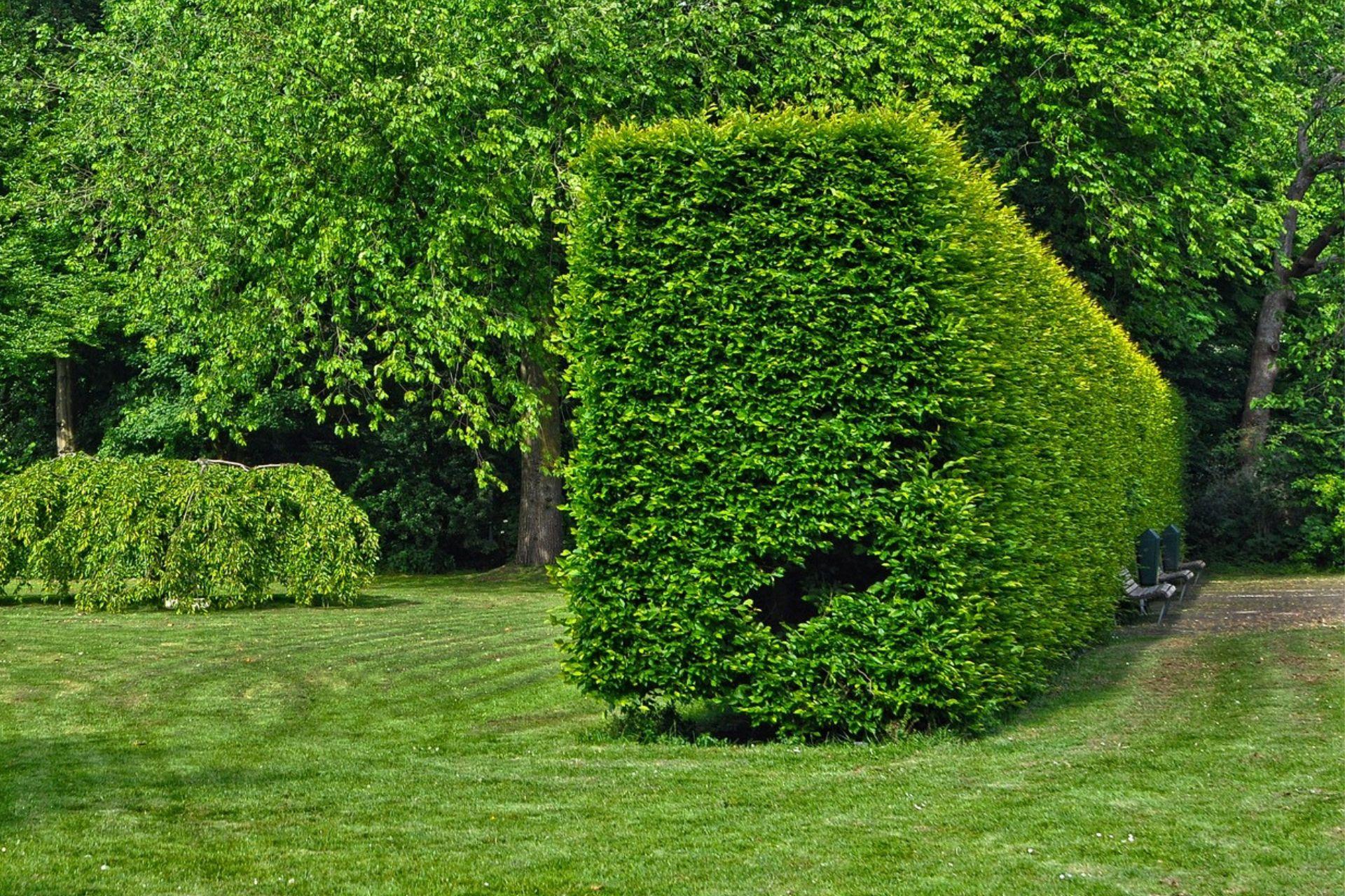 Hedge-problems-problematiche-della-siepe.jpg