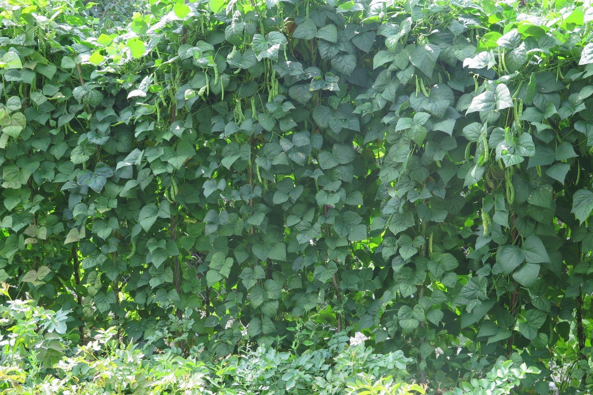 I-bacelli-dei-fagioli-sporgono-copiosamente-dalla-vegetazione.jpg