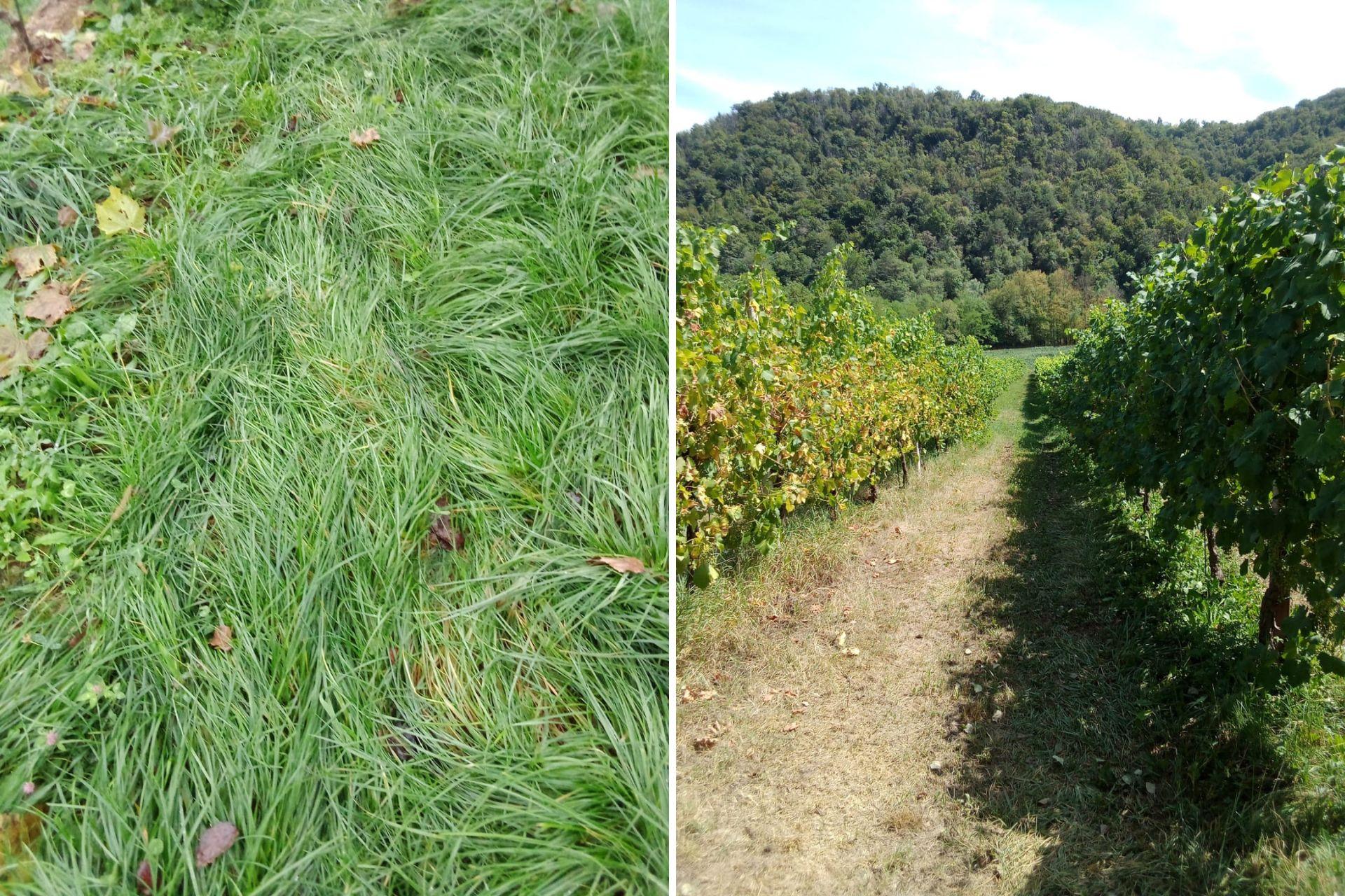 Inerbimento-con-e-senza-BioAksxter-Ground-cover-with-and-without-BioAksxter.jpg