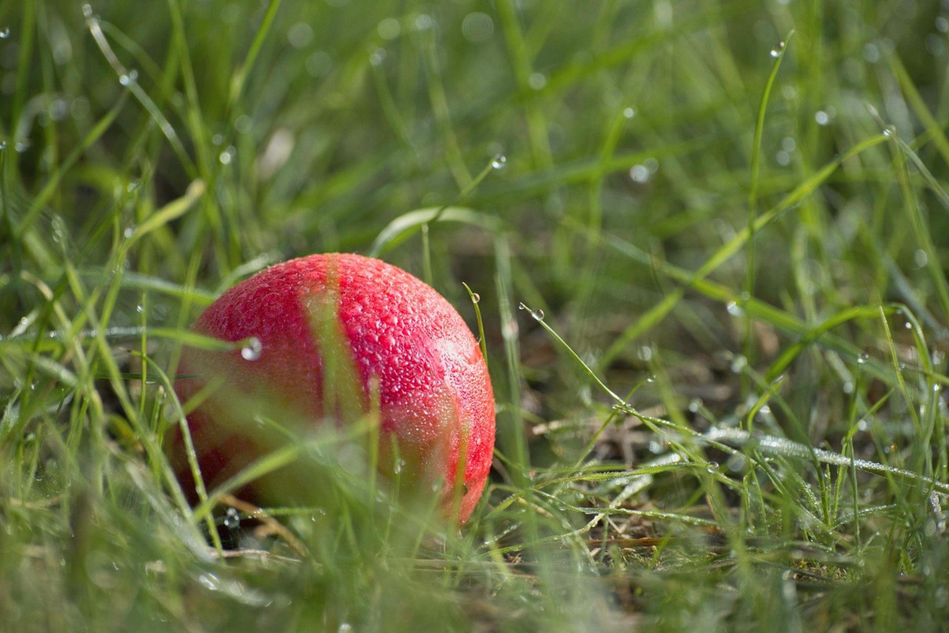 Inerbimento-frutteto-Ground-cover-orchard.jpg