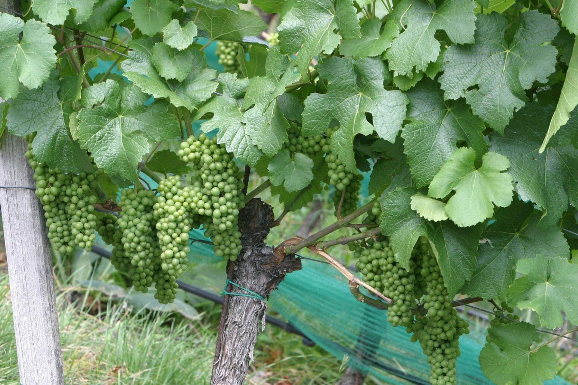 Inerbimento-vigneto-Ground-cover-vineyard.jpg