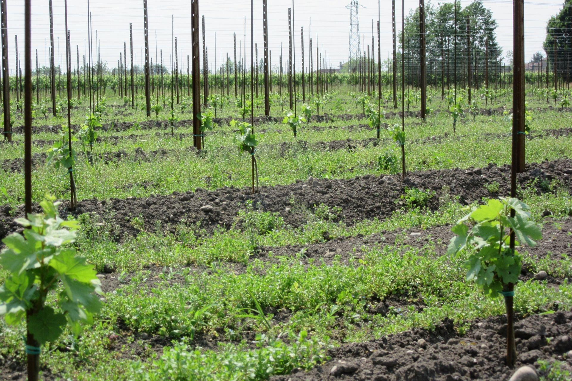 Lavorazioni-del-terreno.jpg