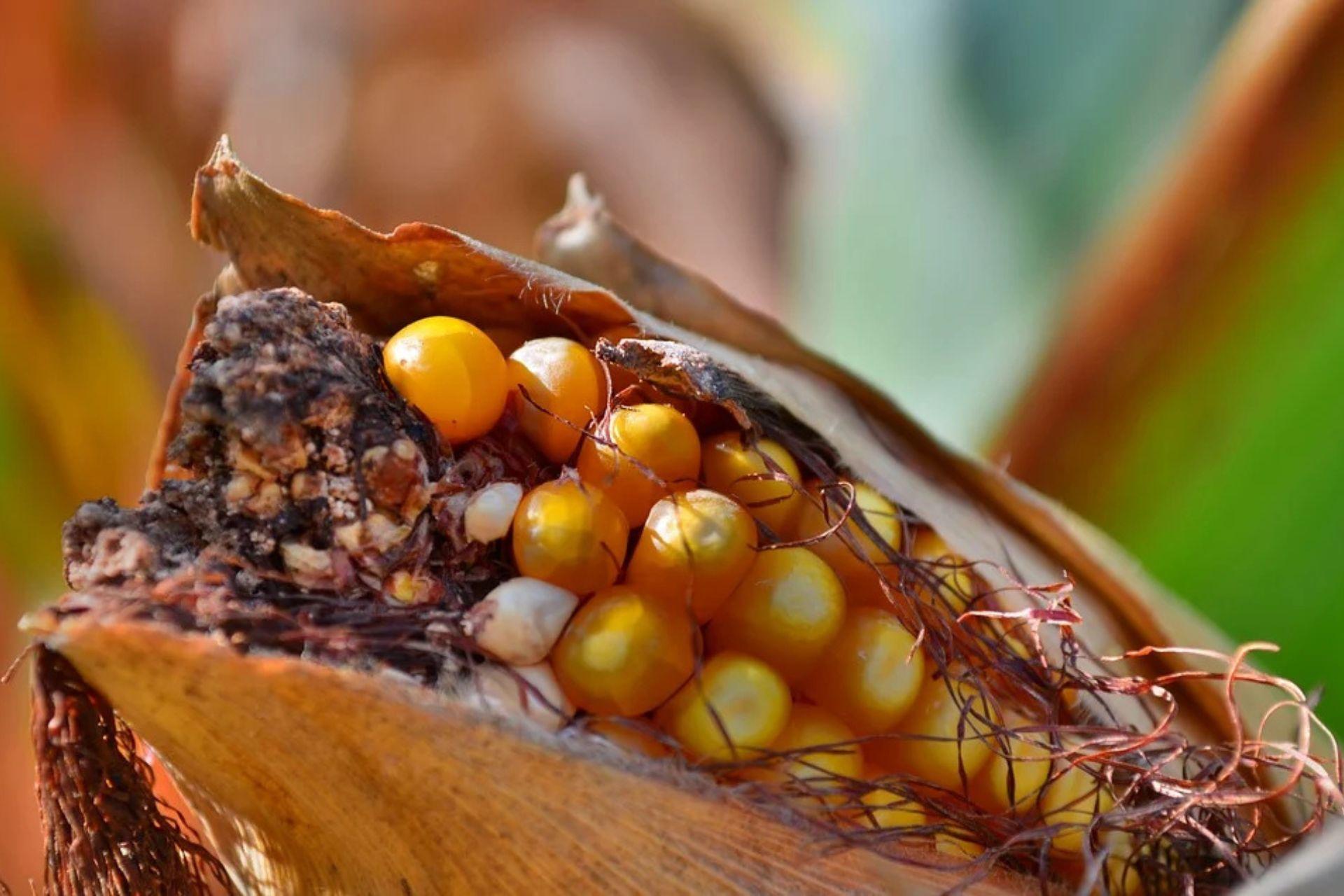 Malattie-delle-piante-Patologia-vegetale-Plant-diseases-Plant-pathology.jpg Malattie-delle-piante-Patologia-vegetale-Plant-diseases-Plant-pathology.jpg