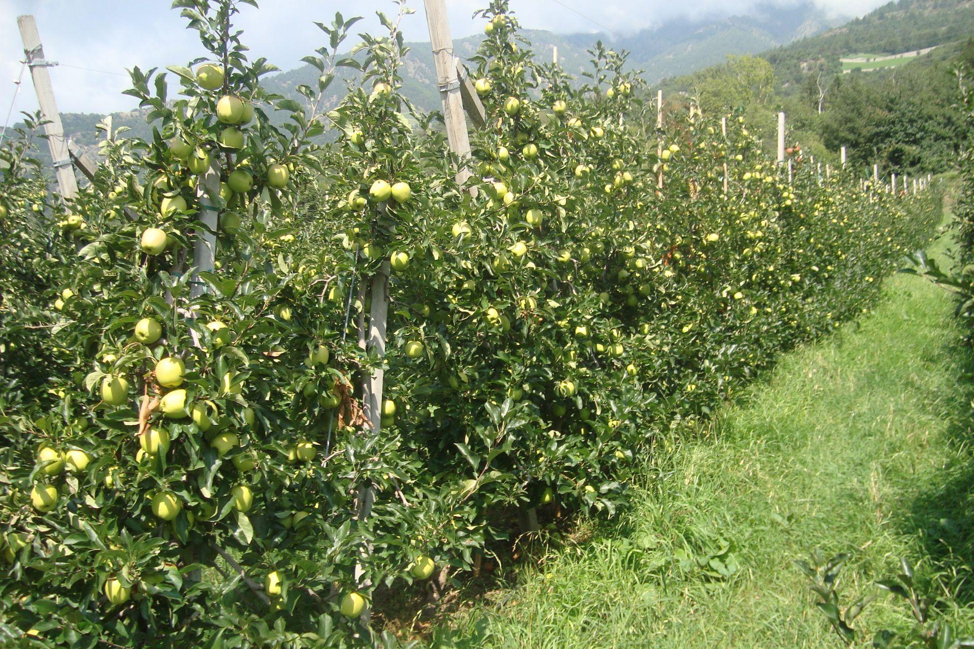 Meleto-apple-orchard-BioAksxter-results.jpg