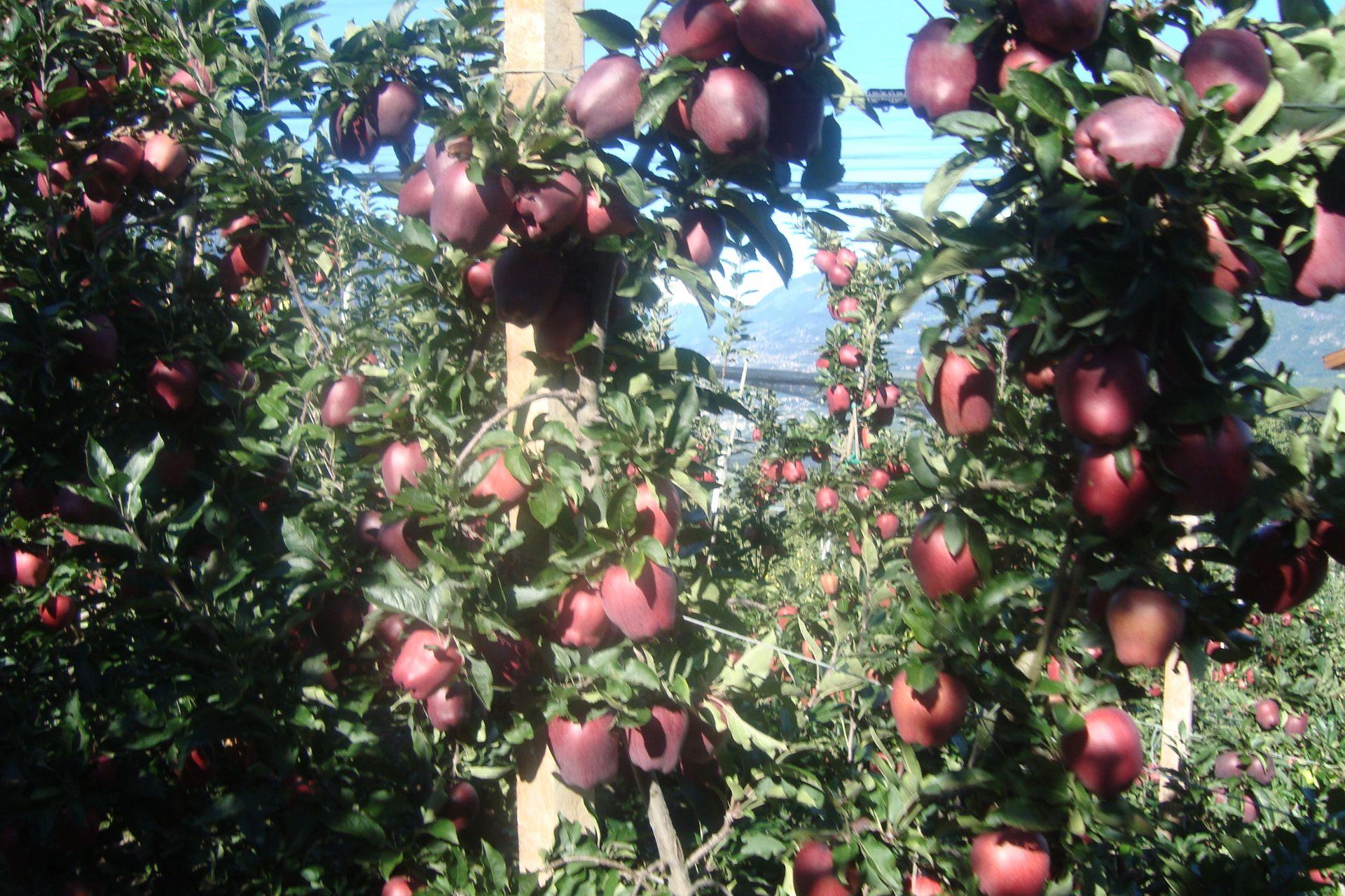 meleto-apple-orchard-BioAksxter-risultati-results.jpg