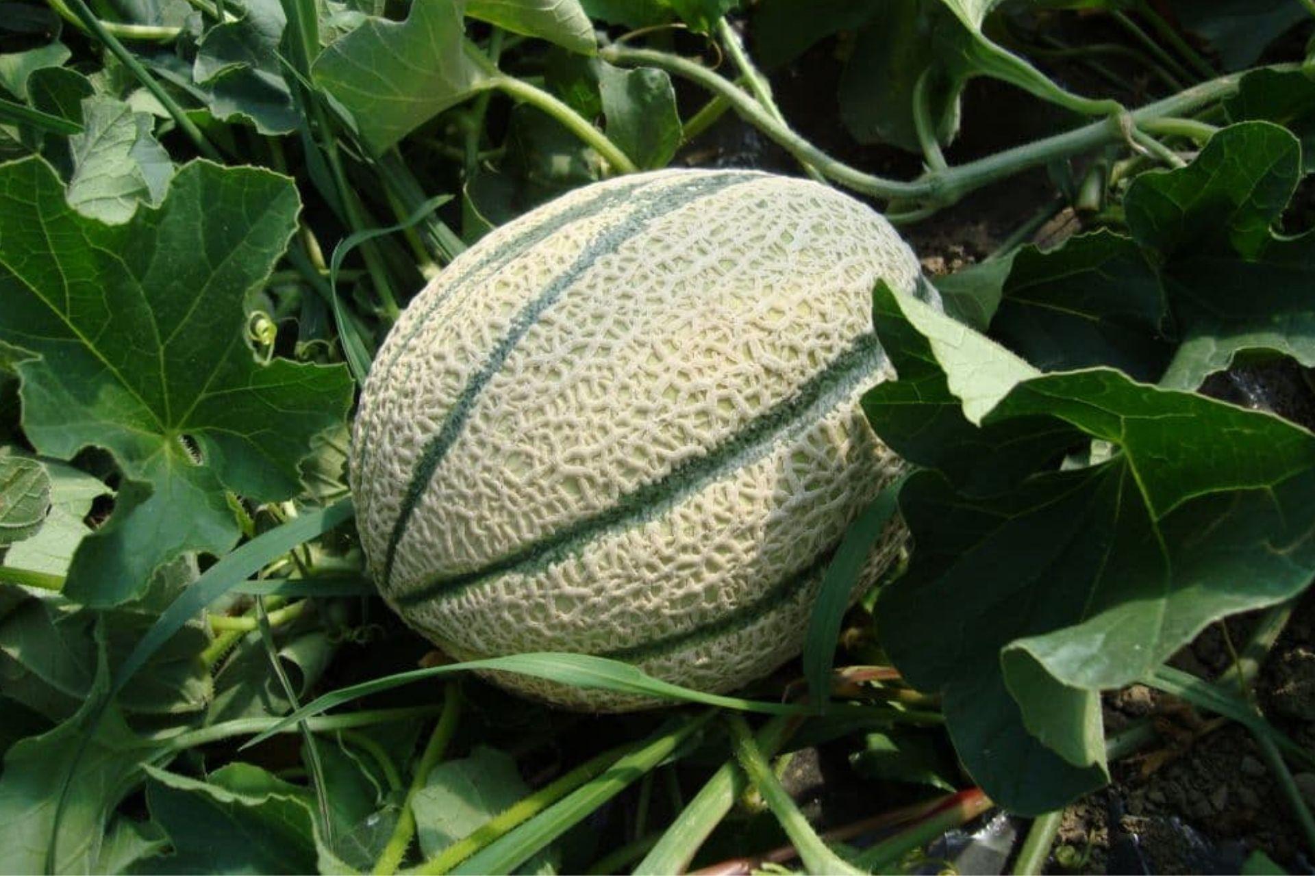 Melone-retato-coltivato-con-BioAksxter.jpg