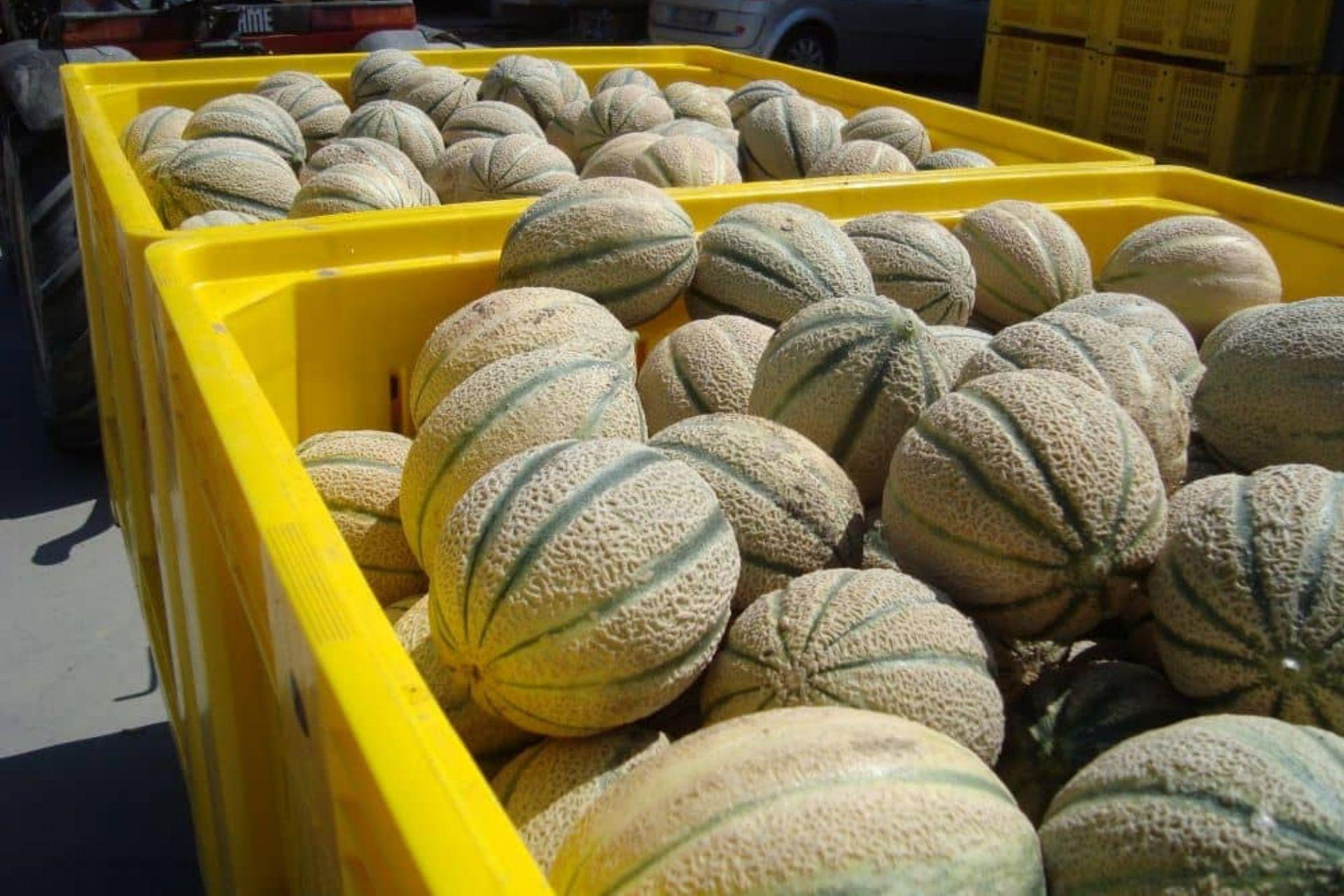 Meloni-coltivati-con-BioAksxter.jpg