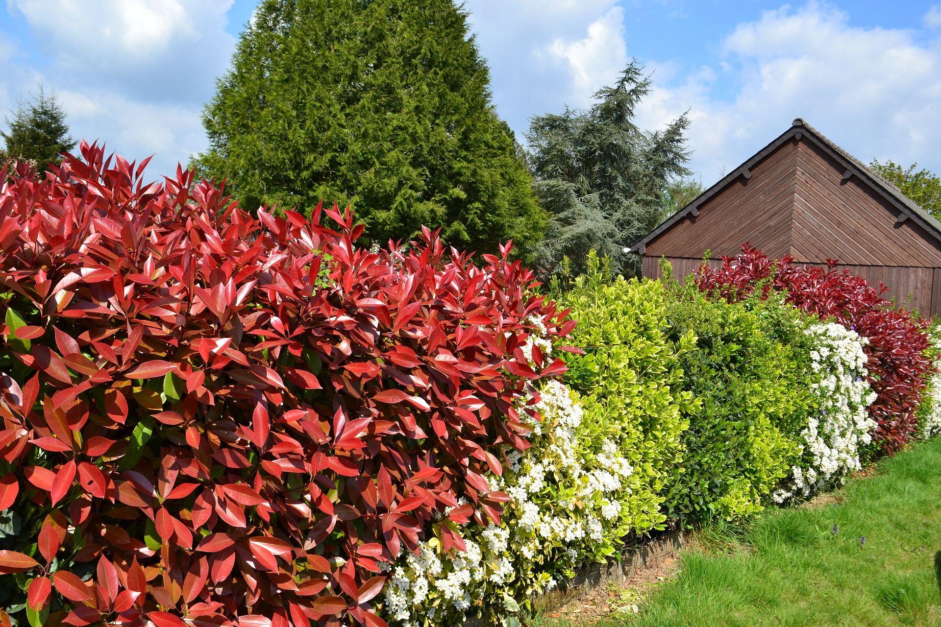 Natural-hedge-fertilisation-with-BioAksxter-Concimazione-naturale-della-siepe.jpg